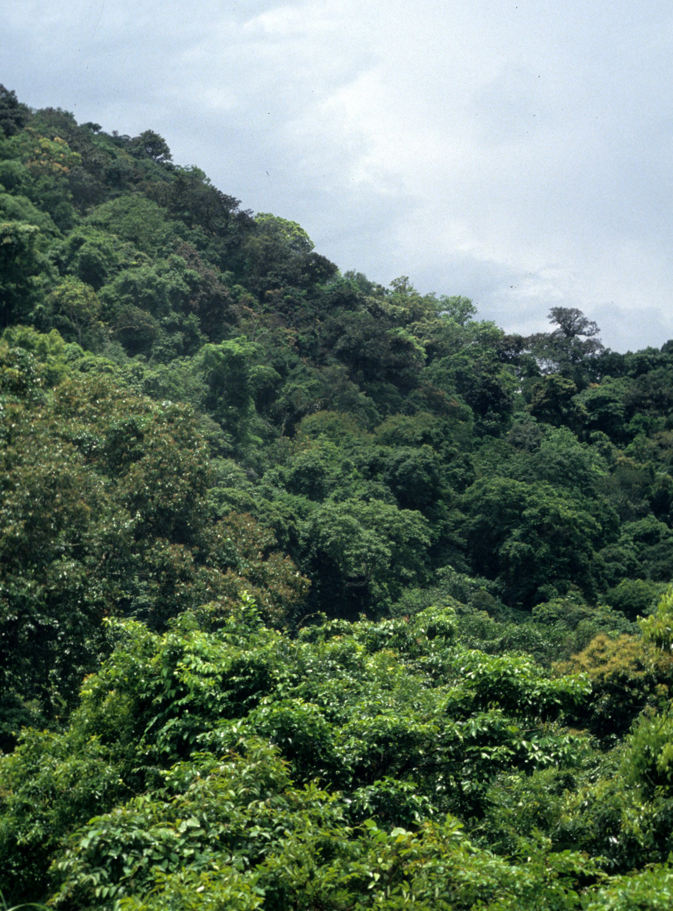 CUC PHUONG NATIONAL PARK - 1994 (2).jpg