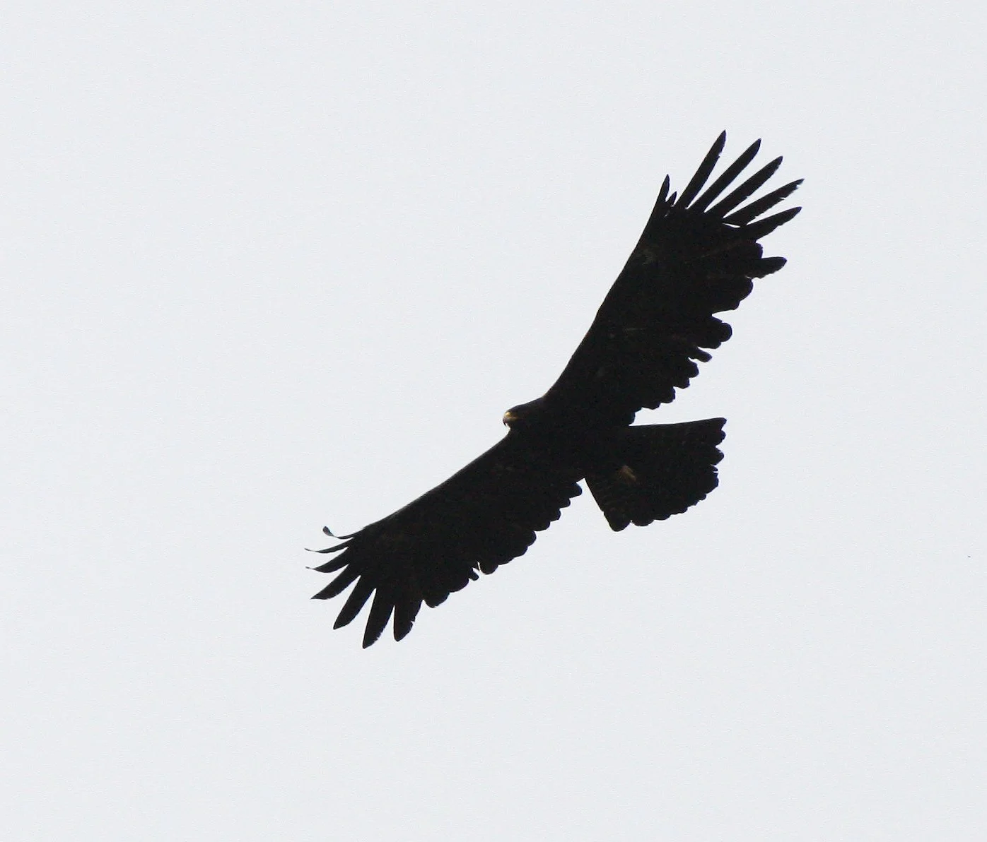 Ictinaetus malaiensis - BLACK EAGLE - KAENG KRACHAN THAILAND (9).JPG