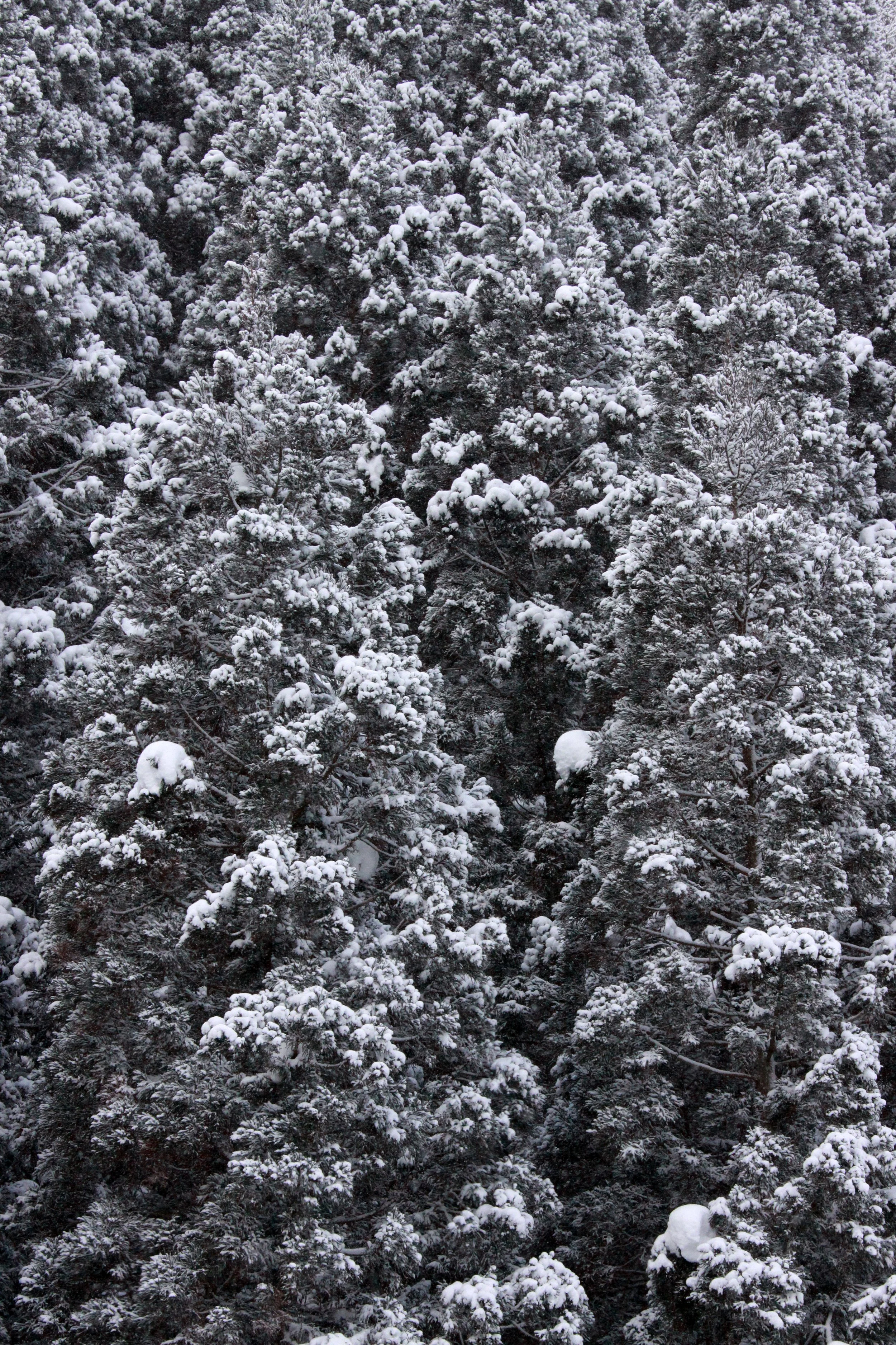 JIGOKUDANI ONSEN - NAGANO PREFECTURE JAPAN - FOREST SCENCES (11).JPG