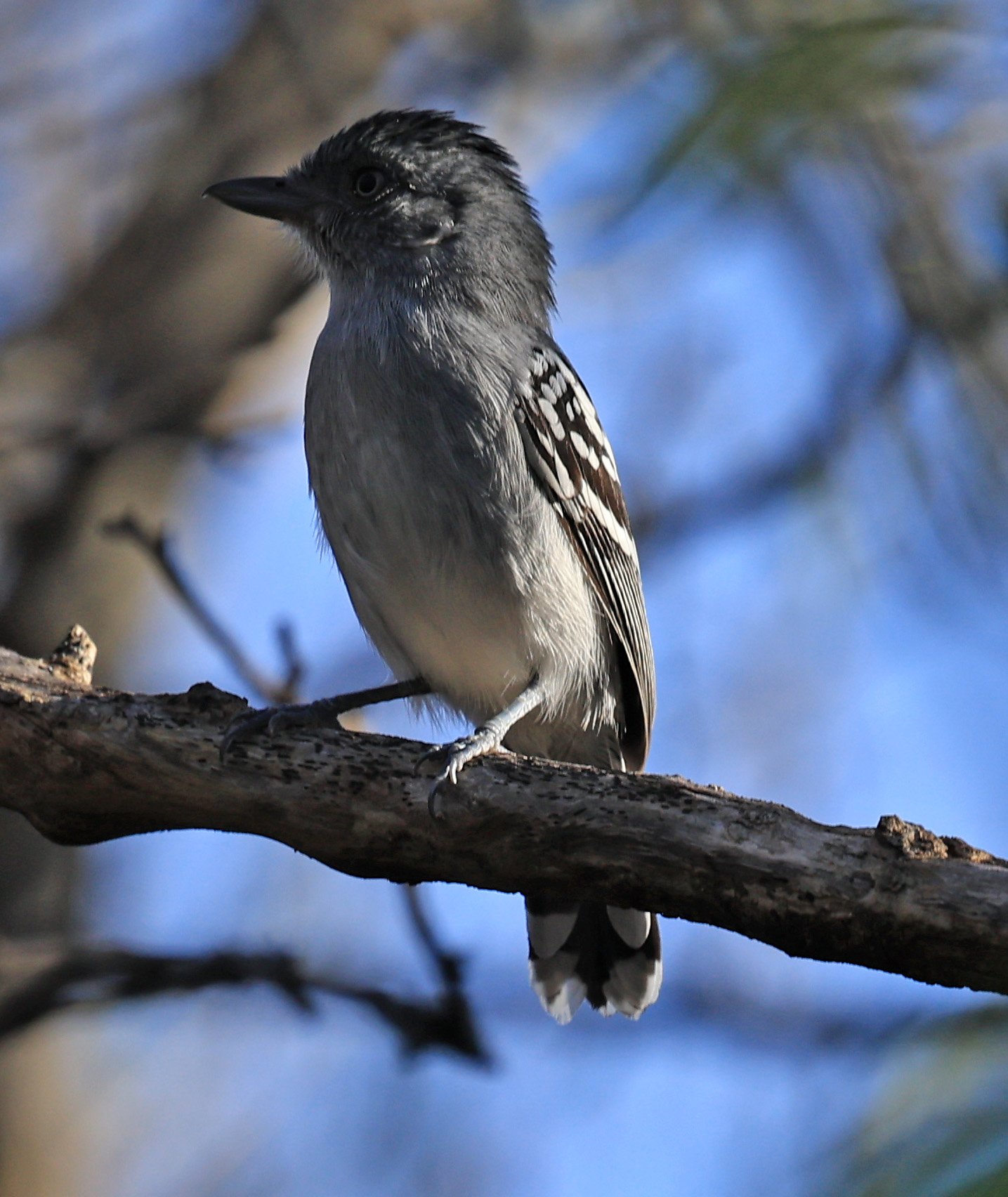 Bolivian Slaty-Antshrike (Thamnophilus sticturus) Agua Dulce Paraguay (5).jpg