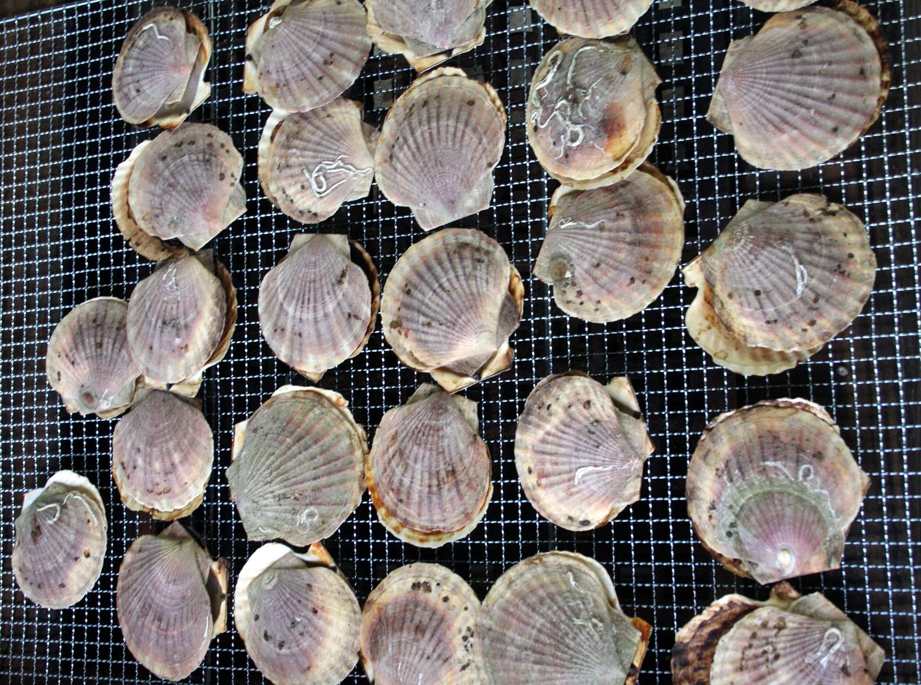 MUTSU - BBQ WITH MAYOR - MAY 2009 (2).JPG