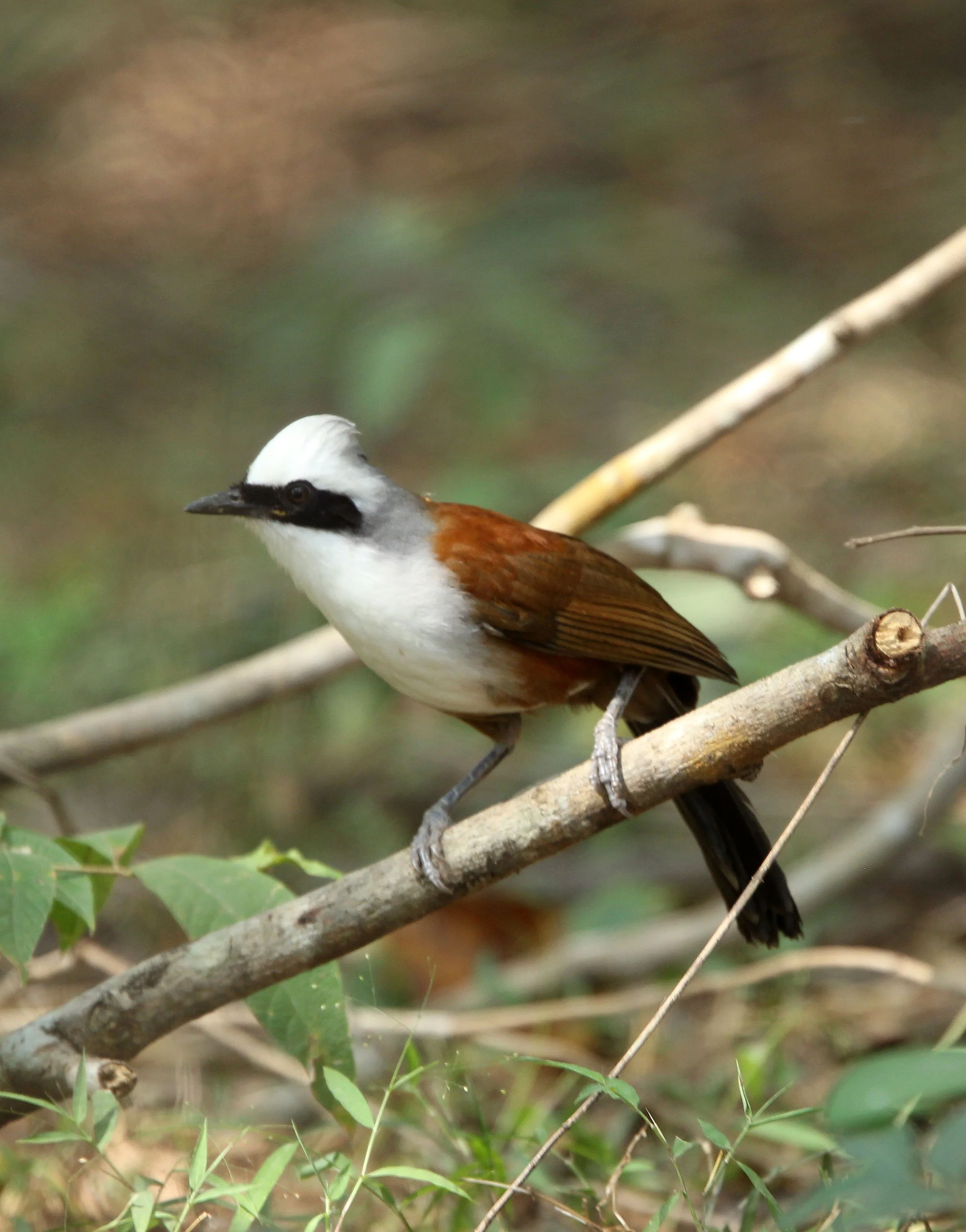 LAUGHINGTHRUSH - WHITE-CRESTED LAUGHINGTHRUSH - Garrulax leucolophus HUAI KHA KHAENG NATURE RESERVE HEADQUARTERS CAMPGROUND (8).JPG