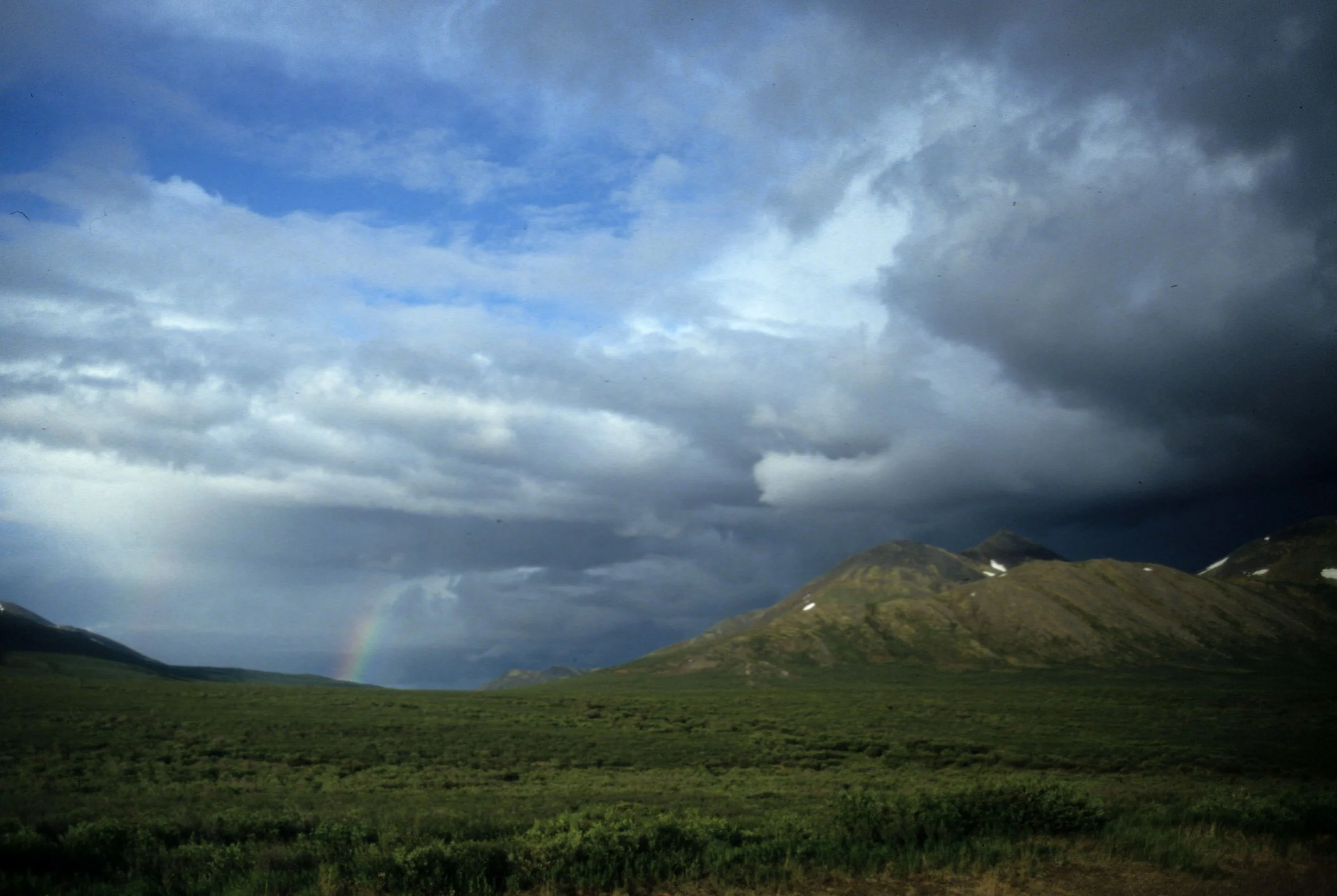 ALASKA - DENALI - TUNDRA A.jpg
