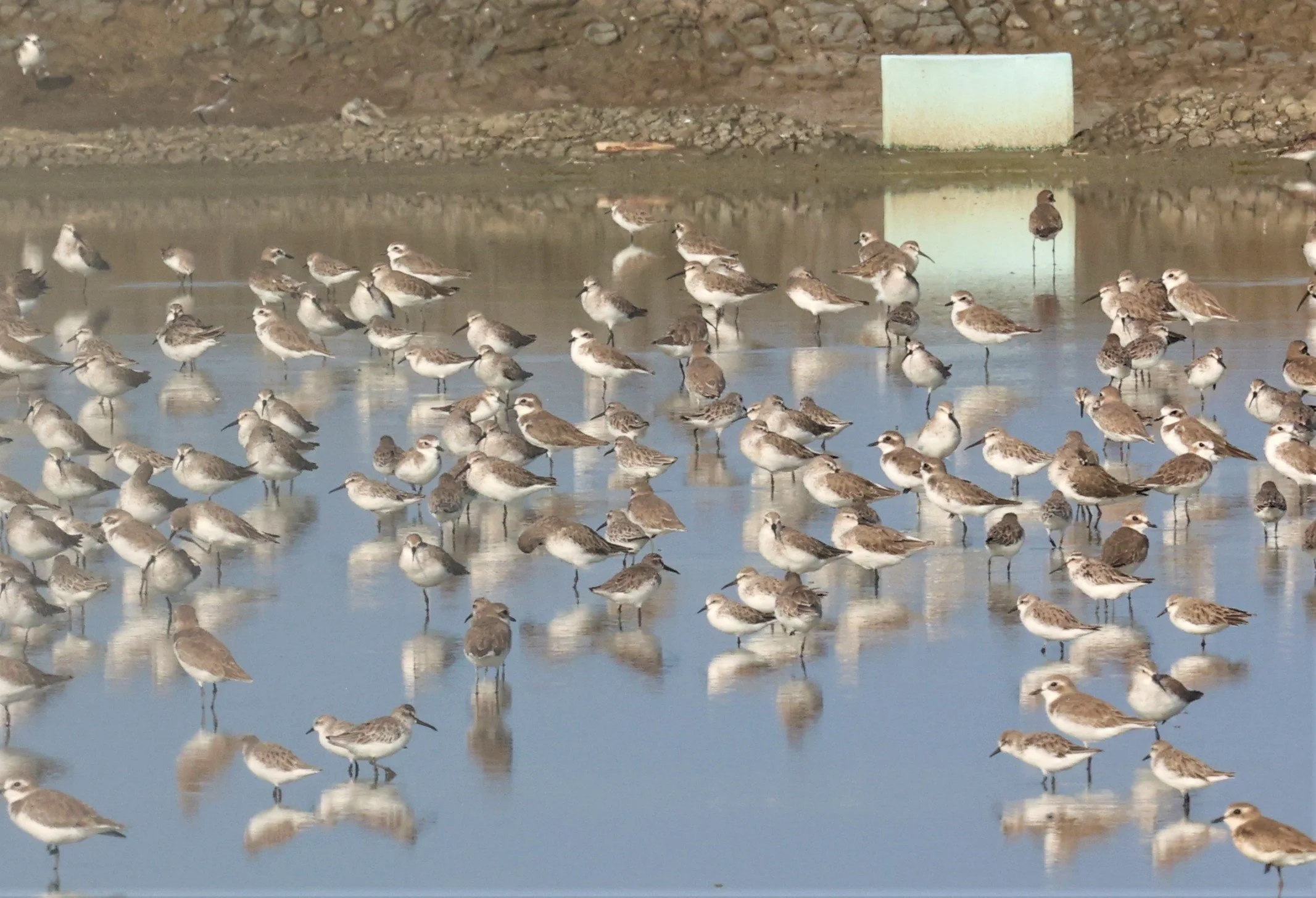 PLOVER - GREATER SAND-PLOVER - Charadrius leschenaultii - LESSER SP, CURLEW, BROADBILL SP PAK THALE OCTOBER 2 (27).jpg