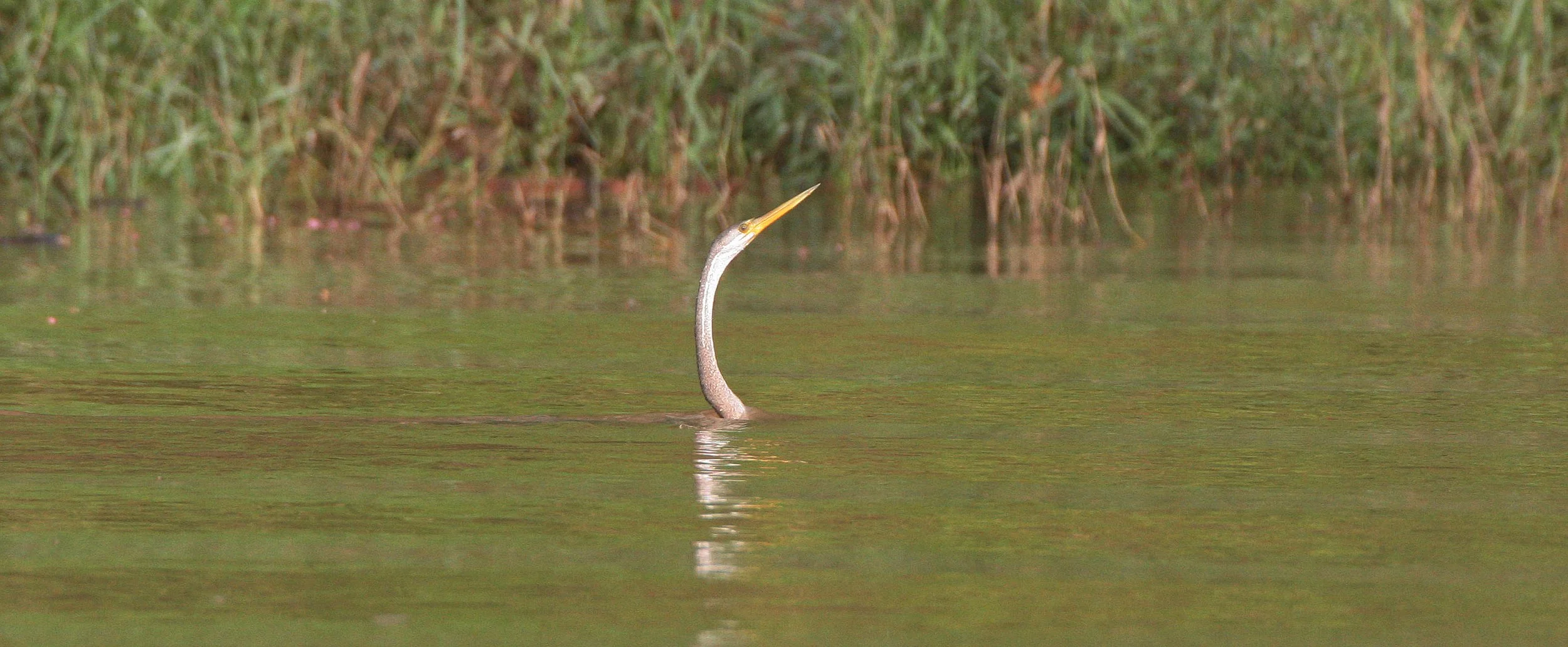 BIRD - ORIENTAL DARTER - KINABATANGAN RIVER BORNEO (10).JPG