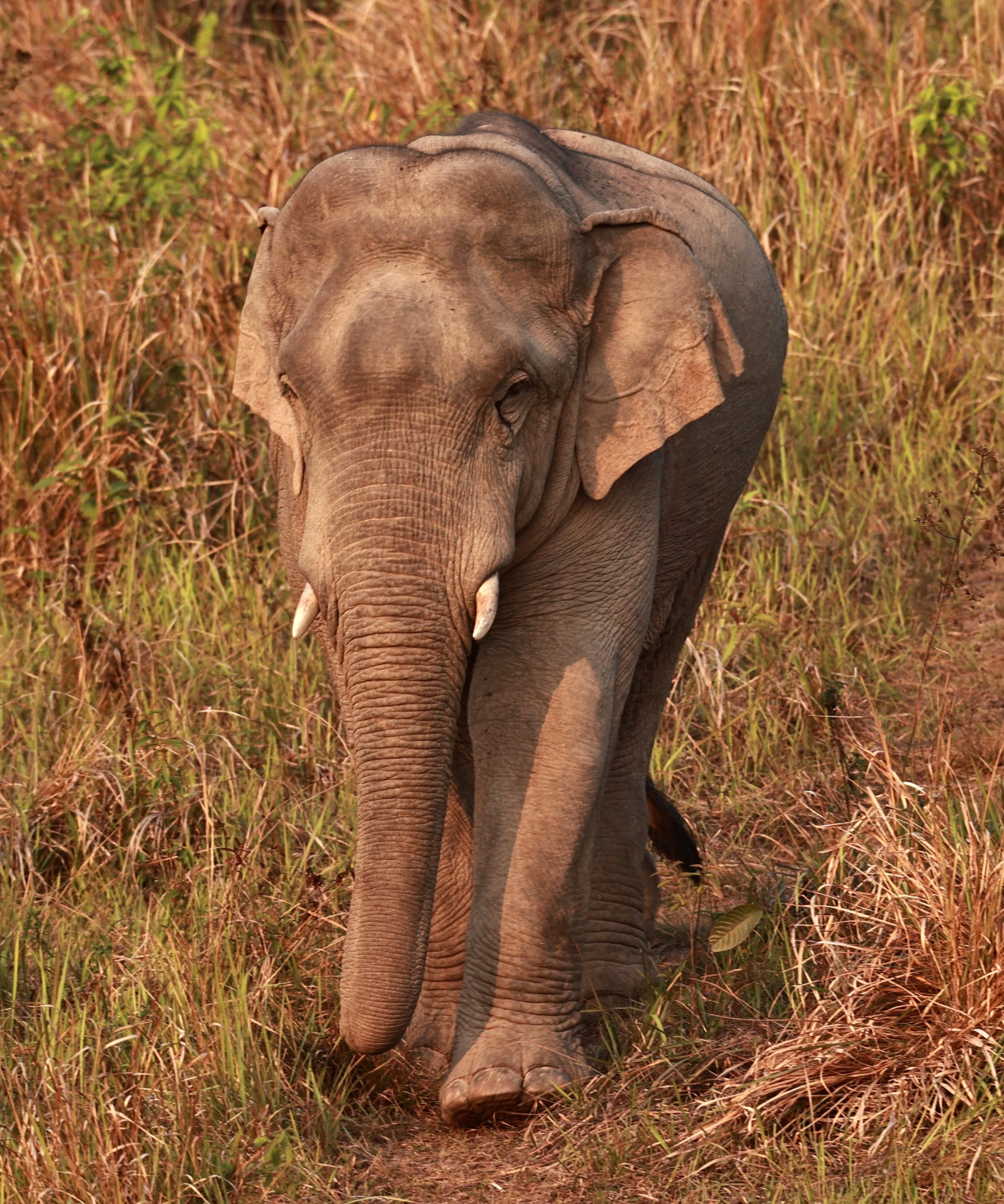 Asian Elephant (Elephas maximus) Khao Yai National Park, Thailand (48).jpg