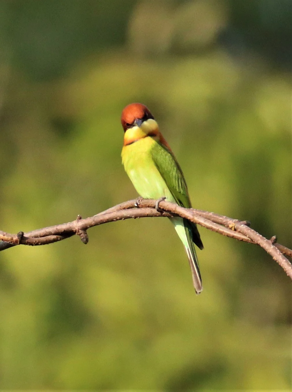 BEE-EATER - CHESTNUT-HEADED BEE-EATER - Merops leschenaulti - KHAO YAI NATIONAL PARK (11).jpg