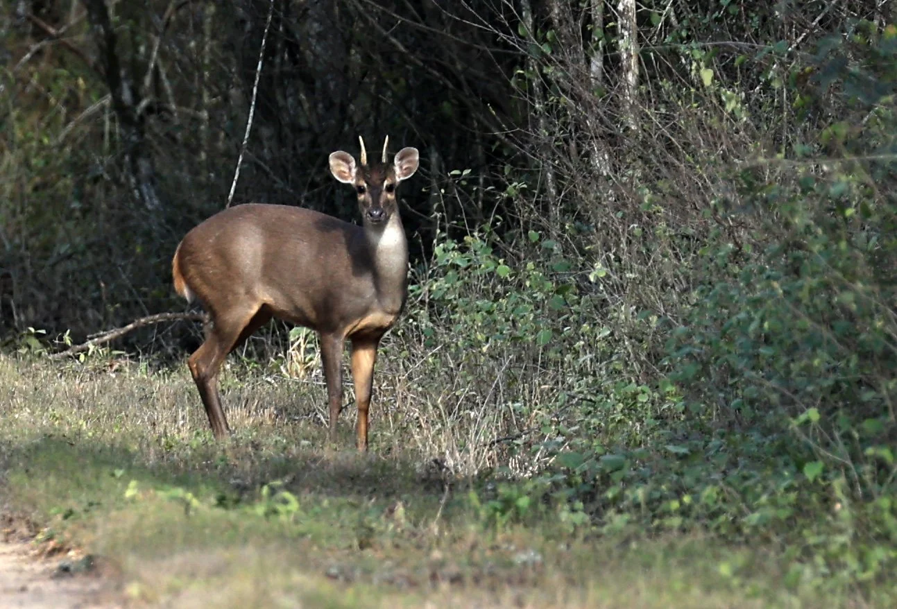 Southern Brown Brocket (Subulo gouazoubira) Selva Serena Natural Reserve (22).jpg