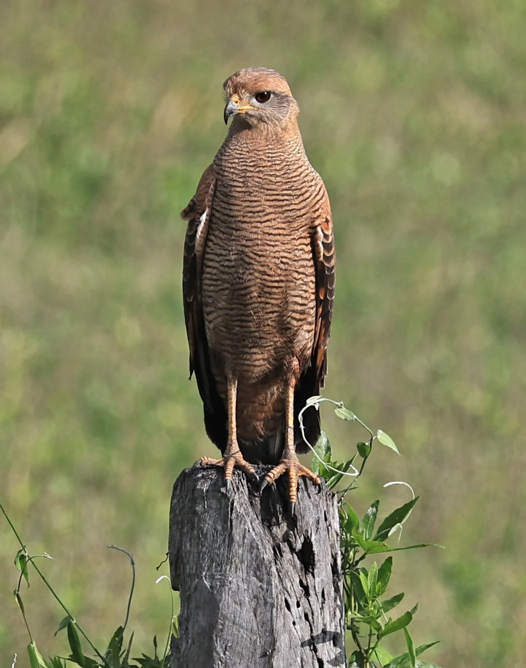 Savanna Hawk (Buteogallus meridionalis) Wetlands along Road between Pozo Colorado & Asuncion