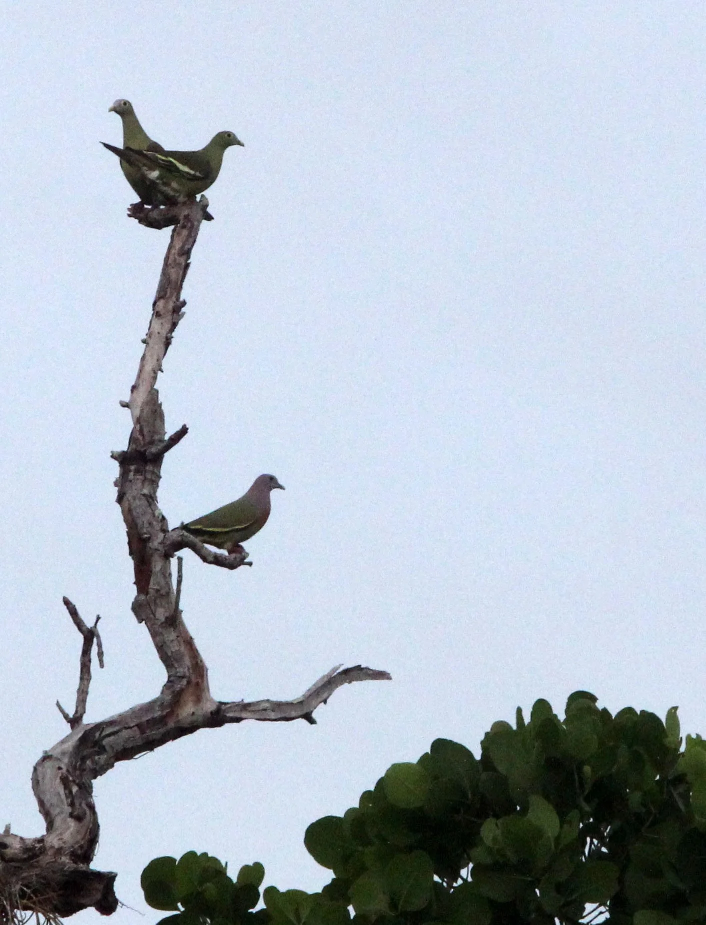 Pink-necked green pigeon (Treron vernans) Tangkoko NP Sulawesi Indonesia (6).JPG