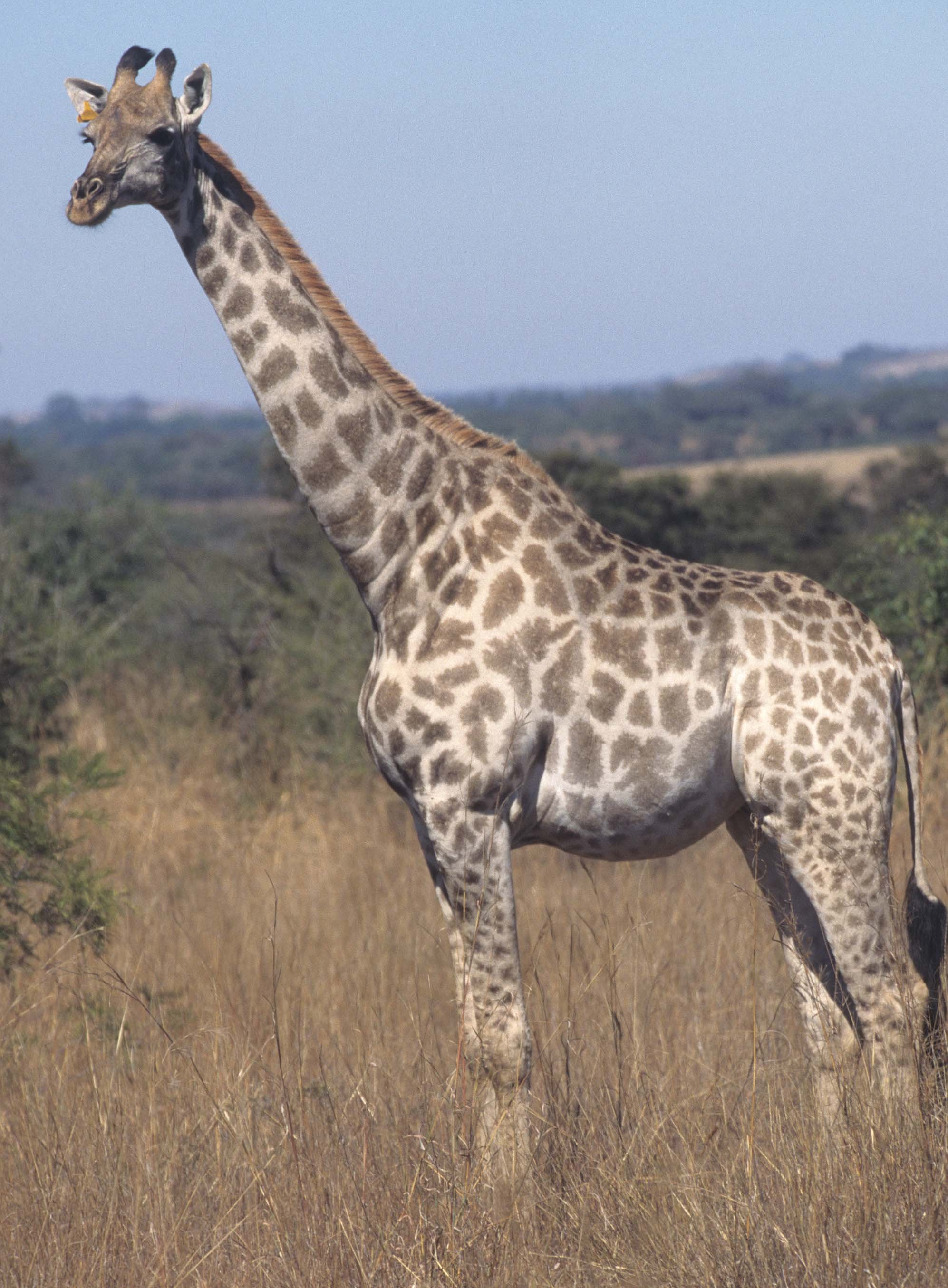 GIRAFFE-SOUTHERN - KRUGER 3.jpg