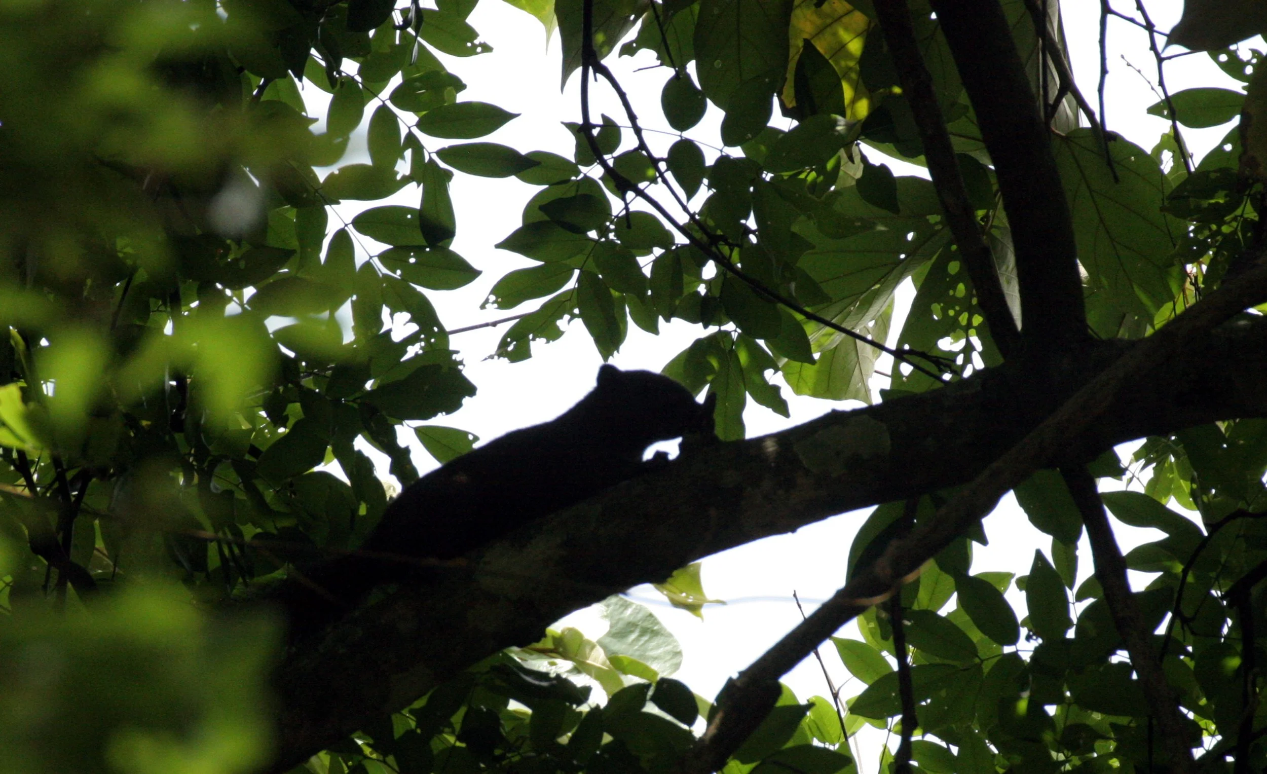 Callosciurus erythraeus - PALLAS'S SQUIRREL - KOH LANTA THAILAND (28).JPG