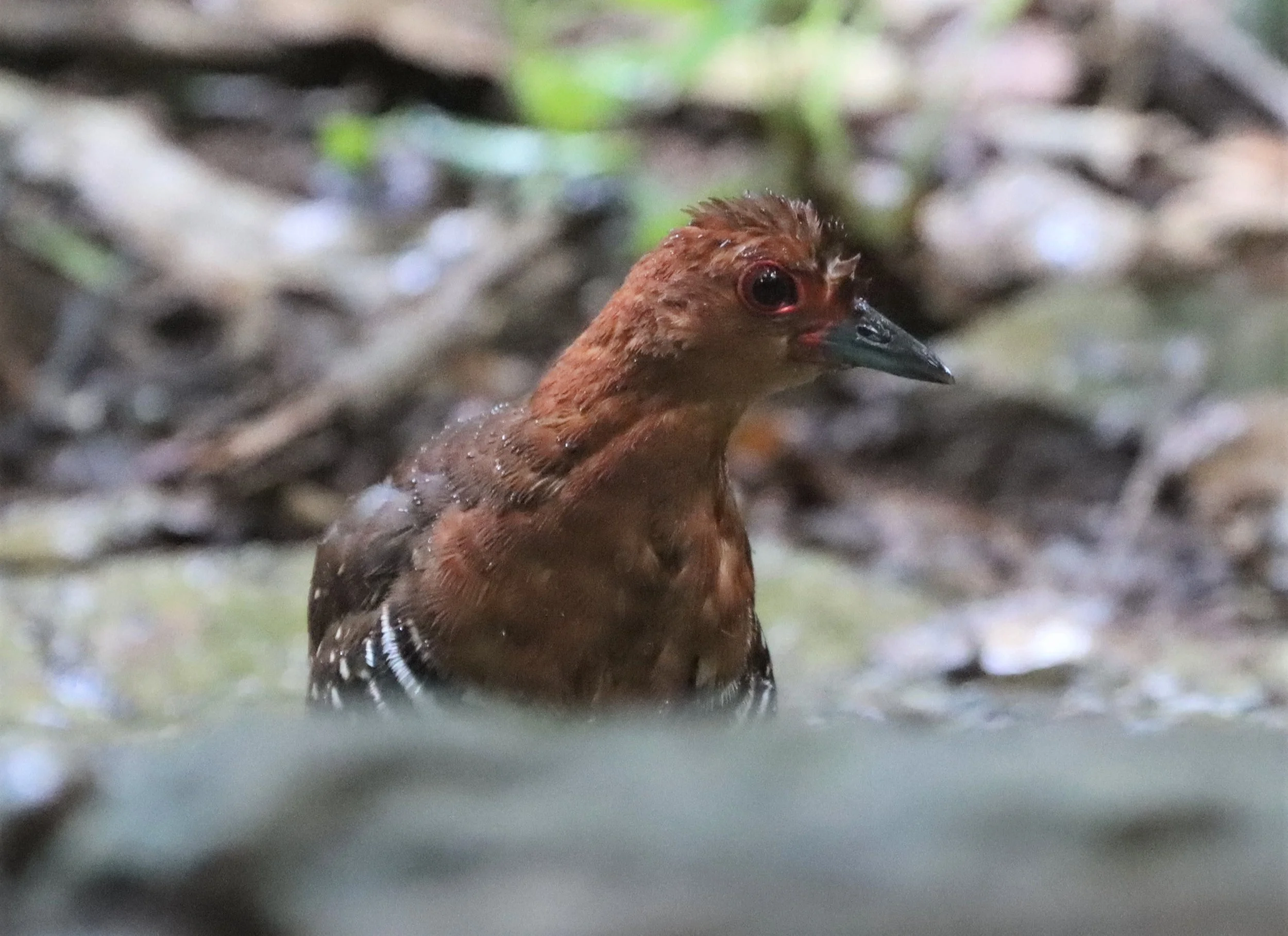 Red-legged Crake (Rallina fasciata) Neung Hide nr Kaeng Krachan NP Thailand (51).jpg
