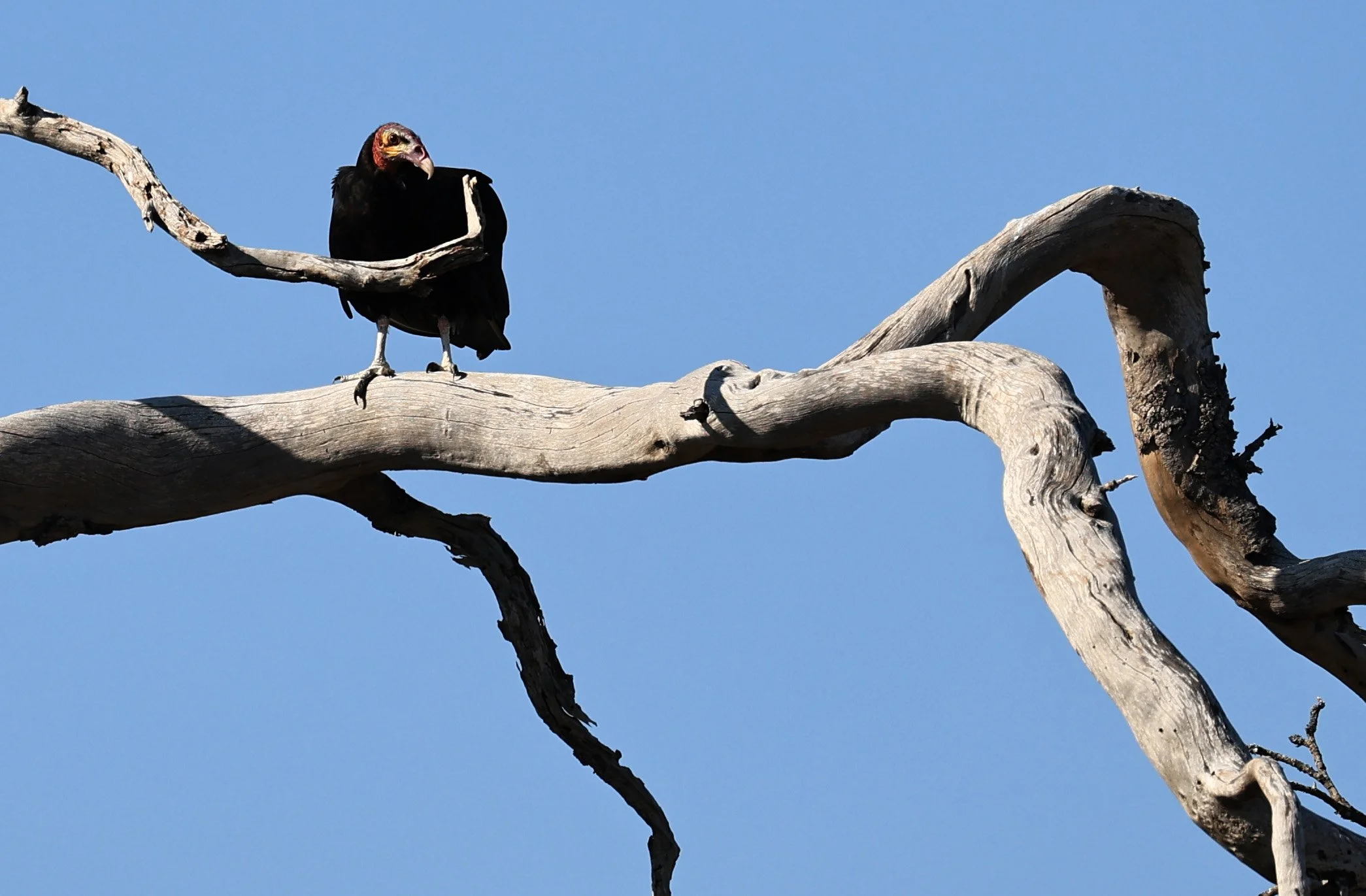Lesser Yellow-headed Vulture (Cathartes burrovianus) Agua Dulce Paraguay (3).jpg