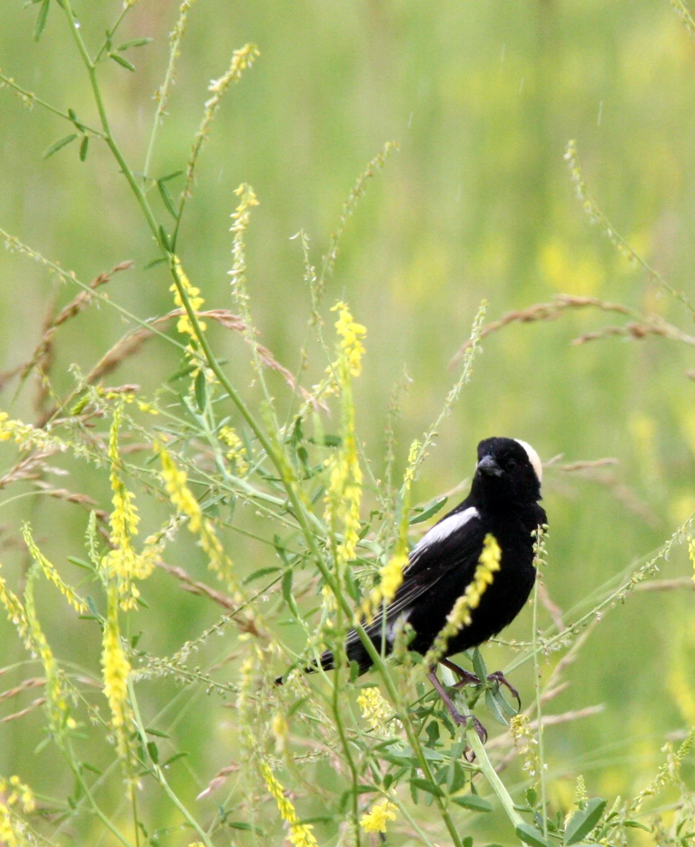 Bobolink (Dolichonyx oryzivorus) McKee Marsh Illinois (3).JPG