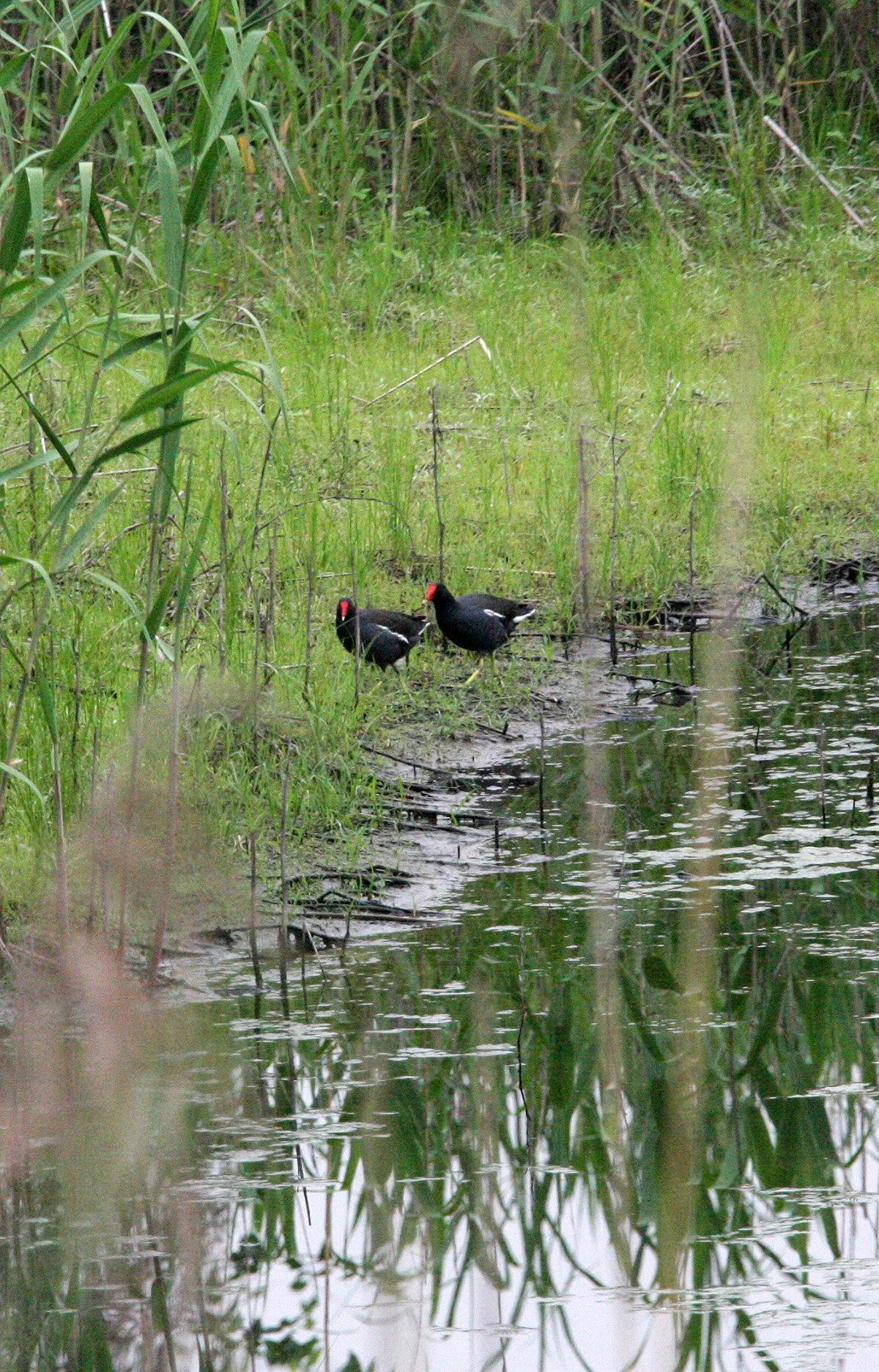 TONGLING RIVER DOLPHIN NATIONAL NATURE RESERVE - YUZHOU ISLAND (35).JPG