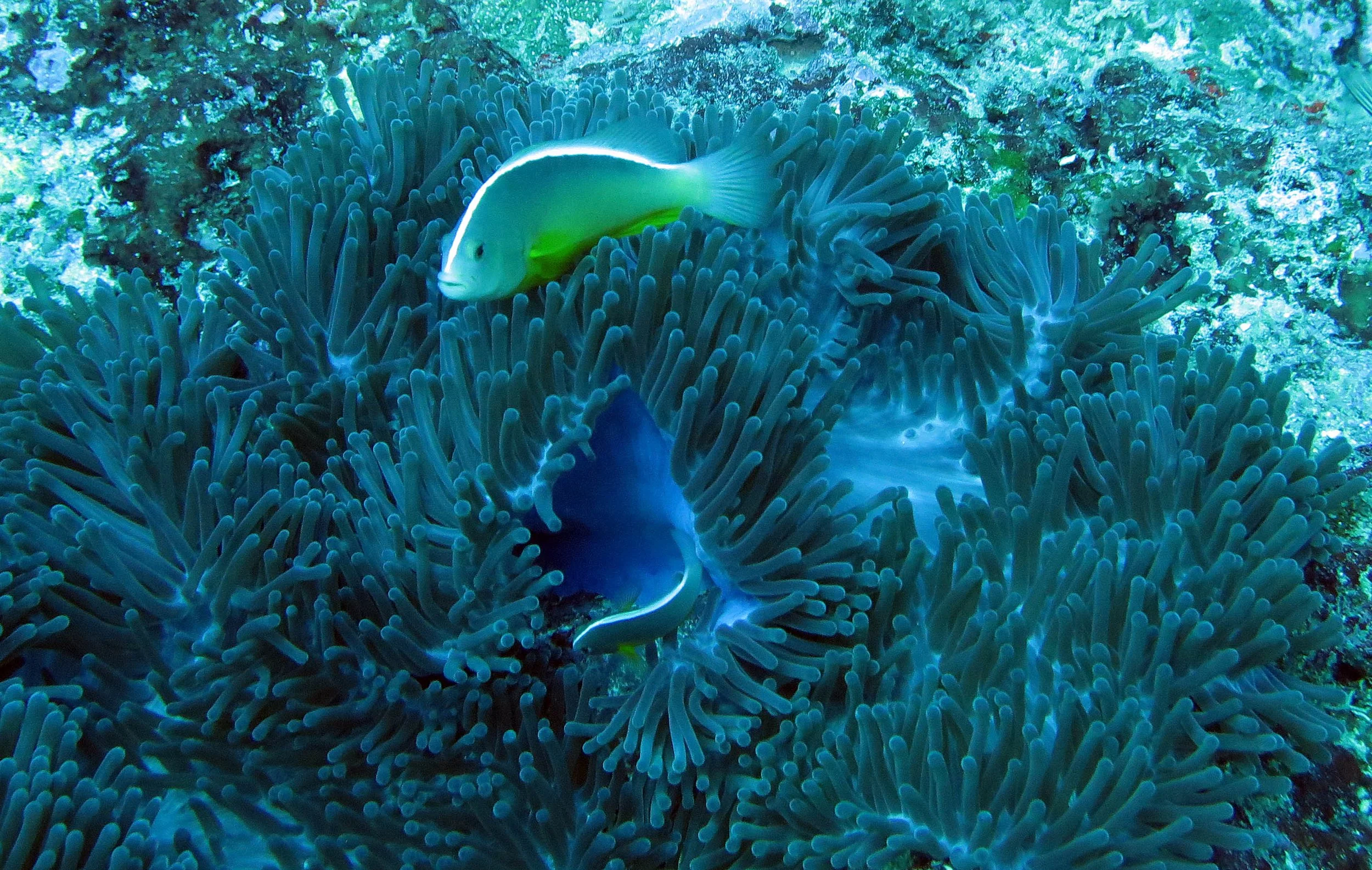 Pomacentridae - Amphiprion akallopisos - Nosestripe Clownfish - Similans Thailand (21).JPG