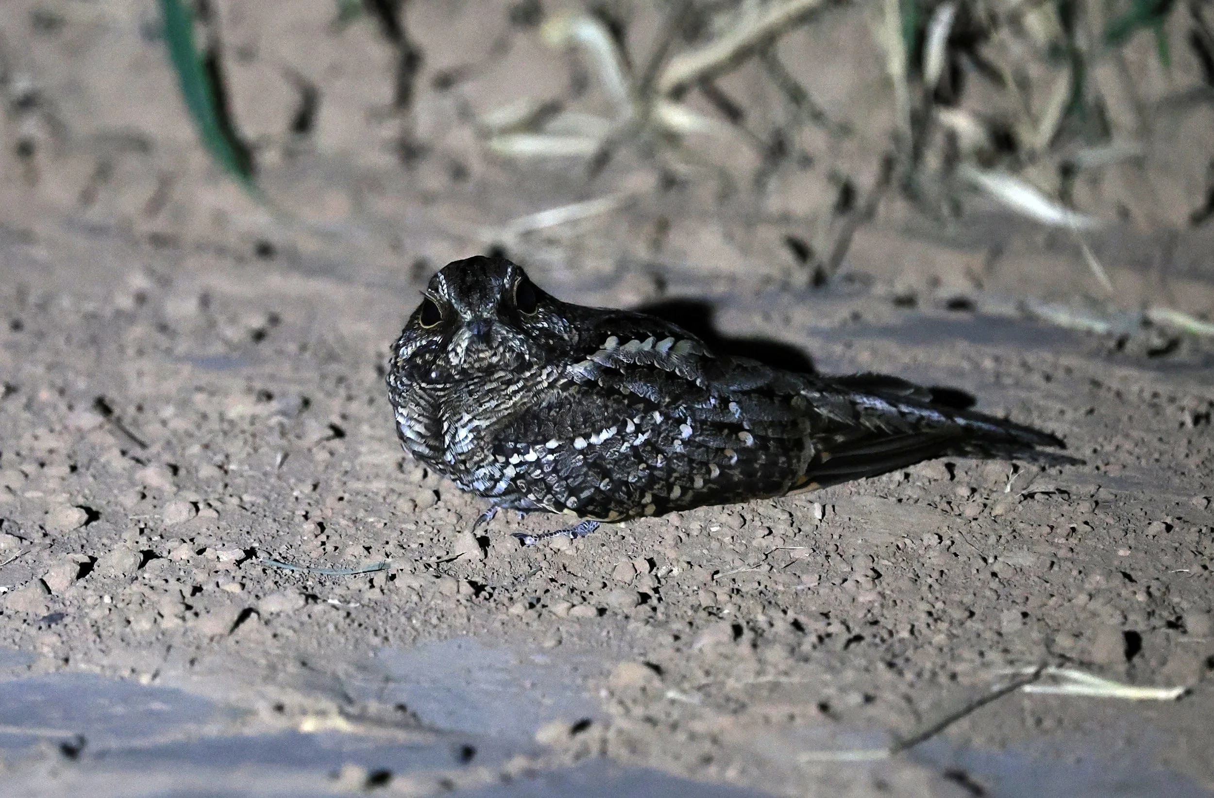 Scissor-tailed Nightjar (Hydropsalis torquata) female - Fortin Toledo Paraguay (10).jpg