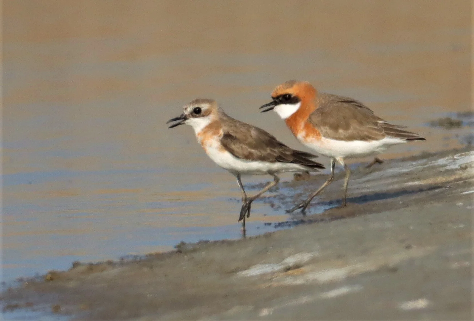 PLOVER - LESSER SAND PLOVER - Charadrius mongolus - BANG PAKONG SALT PANS CHACHOENGSAO WEST OF RIVER (27).jpg