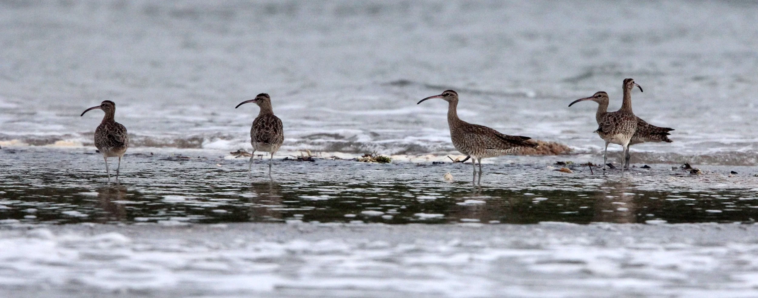 BIRD - WHIMBREL - TANGKOKO NATIONAL PARK SULAWESI INDONESIA (5).JPG