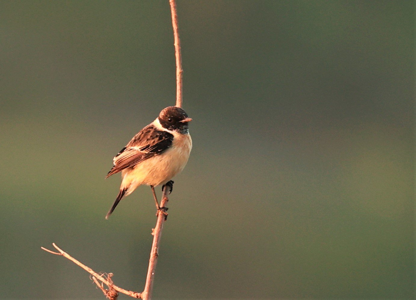 STONECHAT - AMUR (STEJNEGER'S) STONECHAT - Saxicola stejnegeri - Pak Chom Loei Province Mekong River (1).jpg