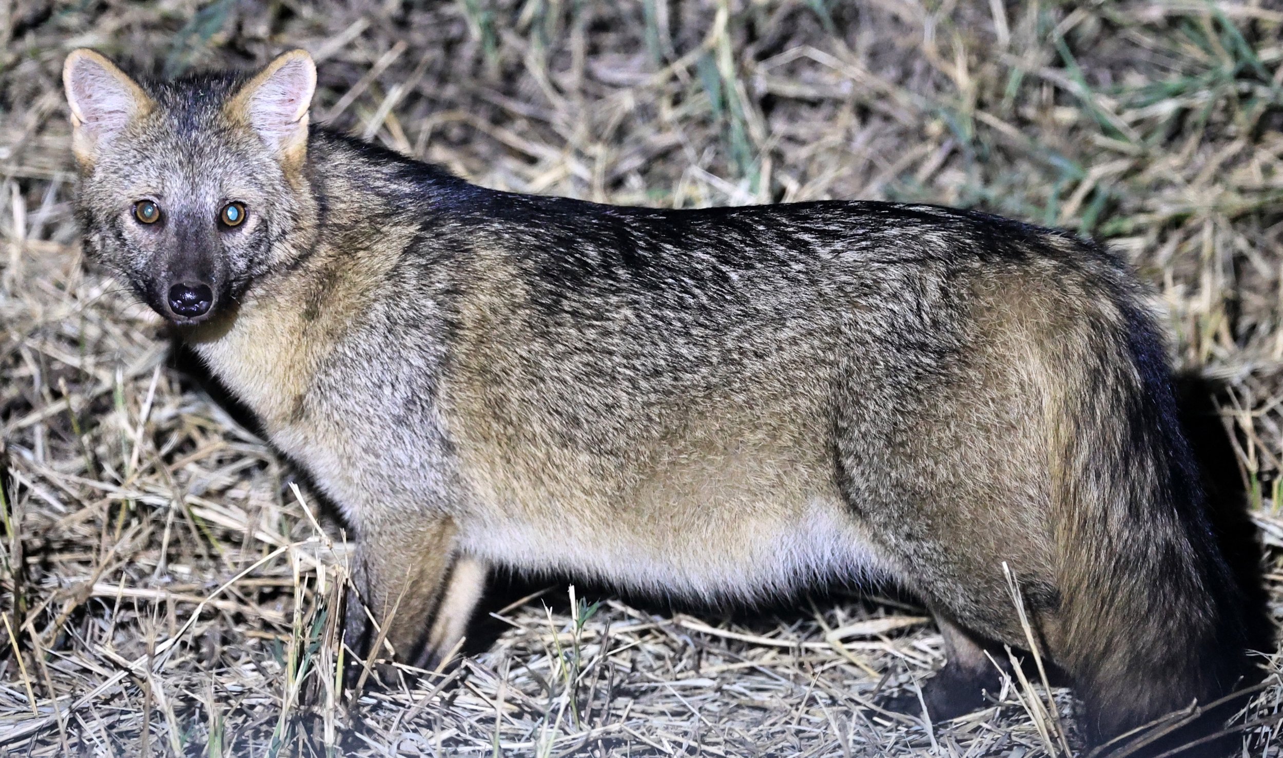 Crab-eating Fox (Cerdocyon thous) Estancia Campo'í Paraguay  (20).jpg