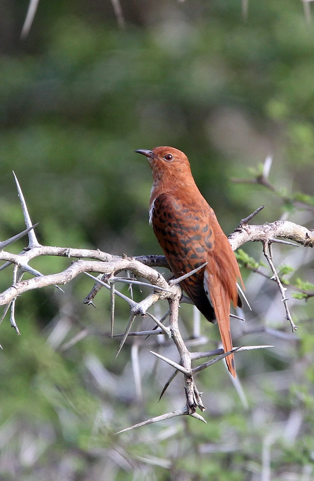 Gray-bellied Cuckoo (Cacomantis passerinus) Yala NP Sri Lanka (6).JPG