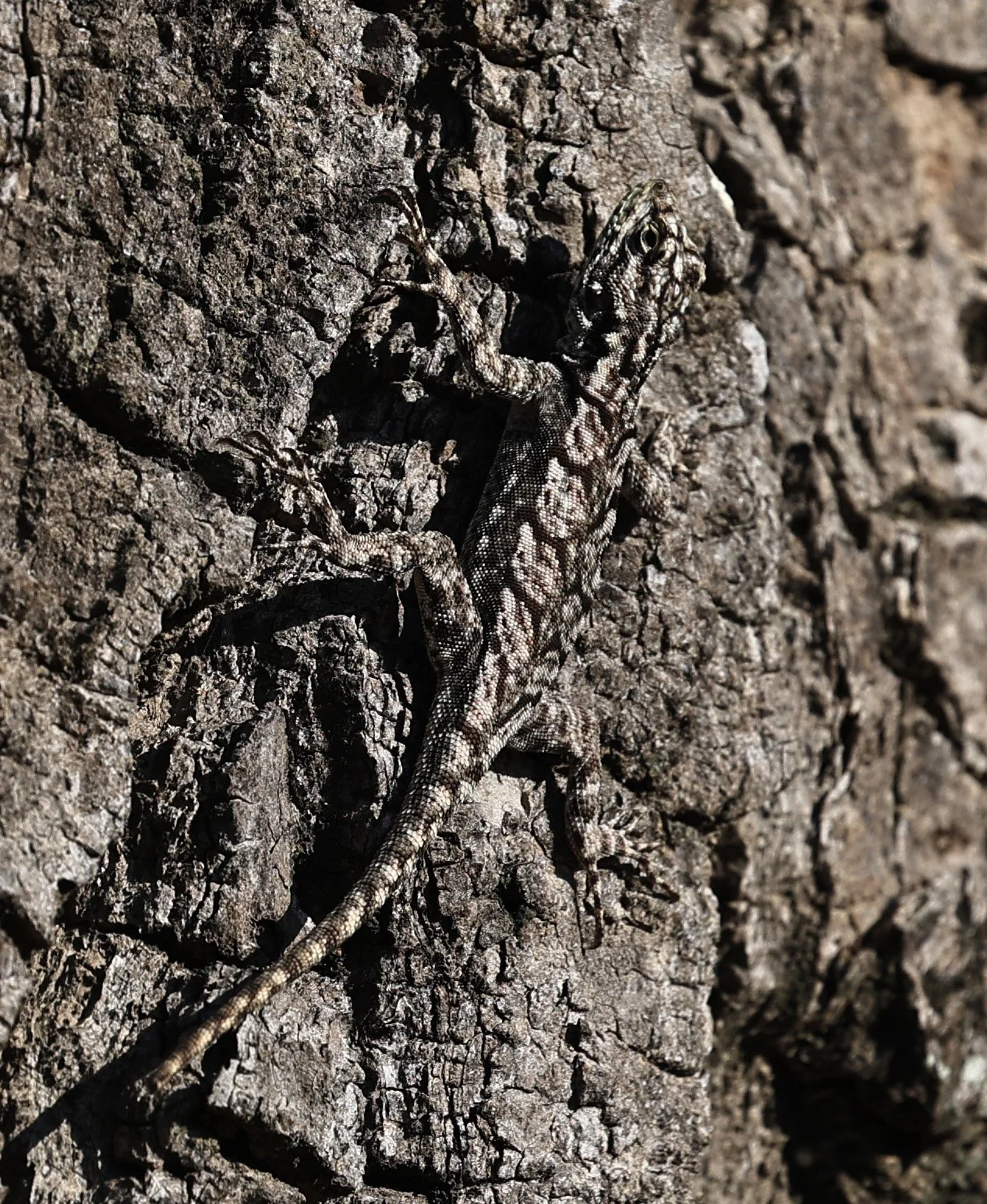 Spiny Lava Lizard (Tropidurus spinulosus) Fortin Toledo Paraguay (2).jpg
