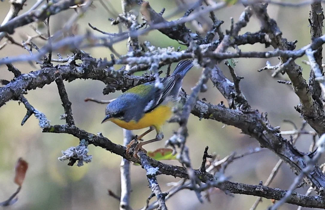Tropical Parula (Setophaga pitiayumi) Reserva Natural Canada el Carmen, Paraguay.jpg