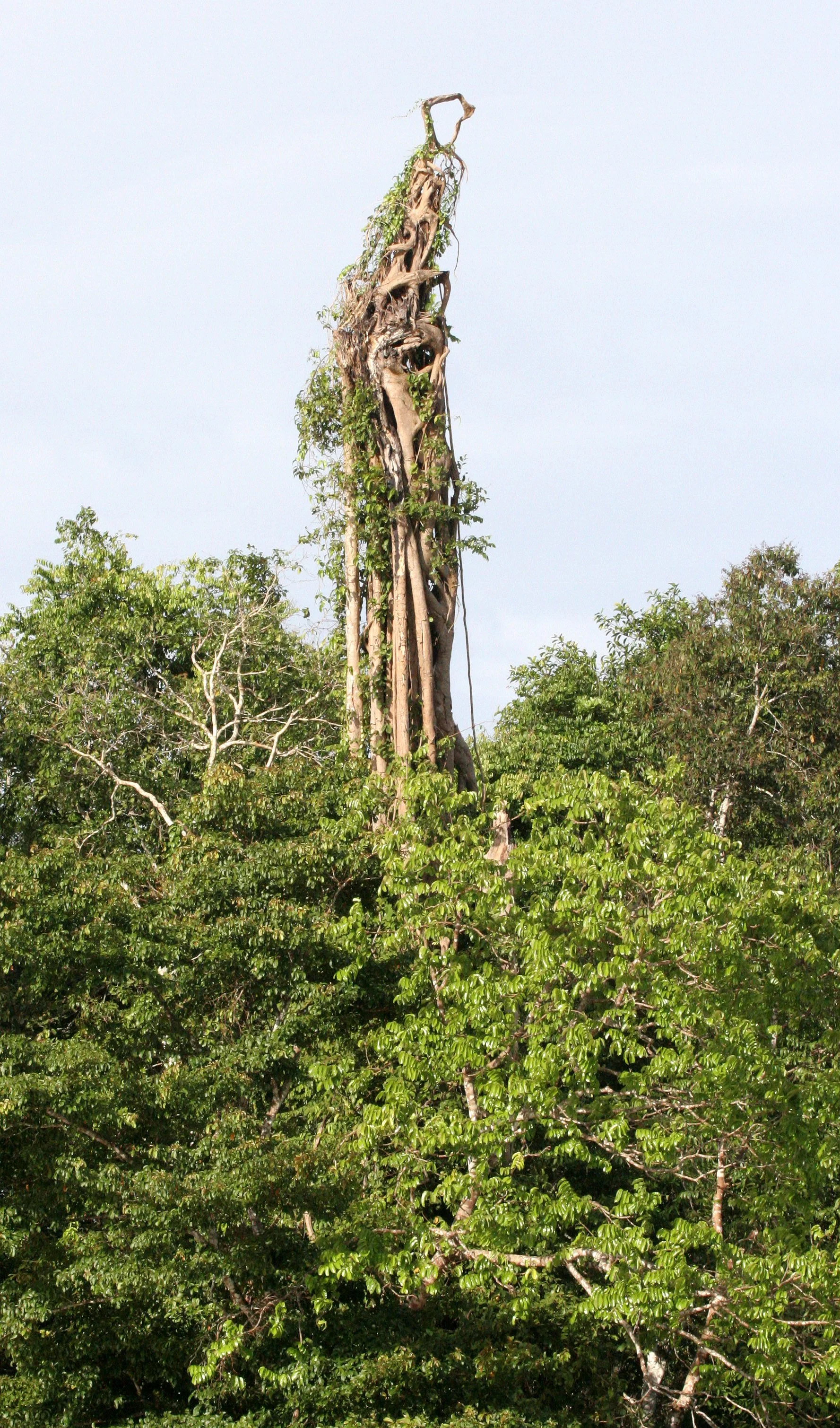 KINABATANGAN RIVER BORNEO - FICUS SPECIES  (2).JPG
