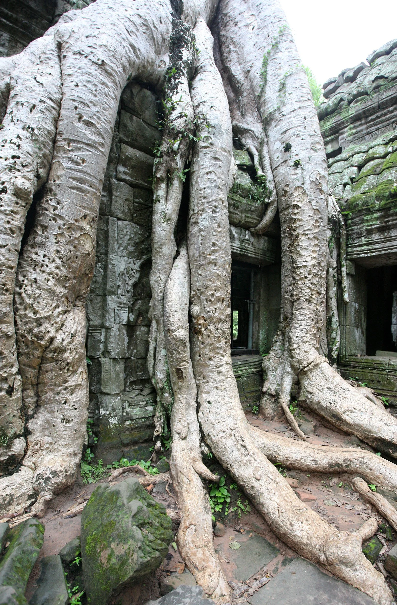 TA PROHM TEMPLE CAMBODIA - JULY 2010 (78).JPG