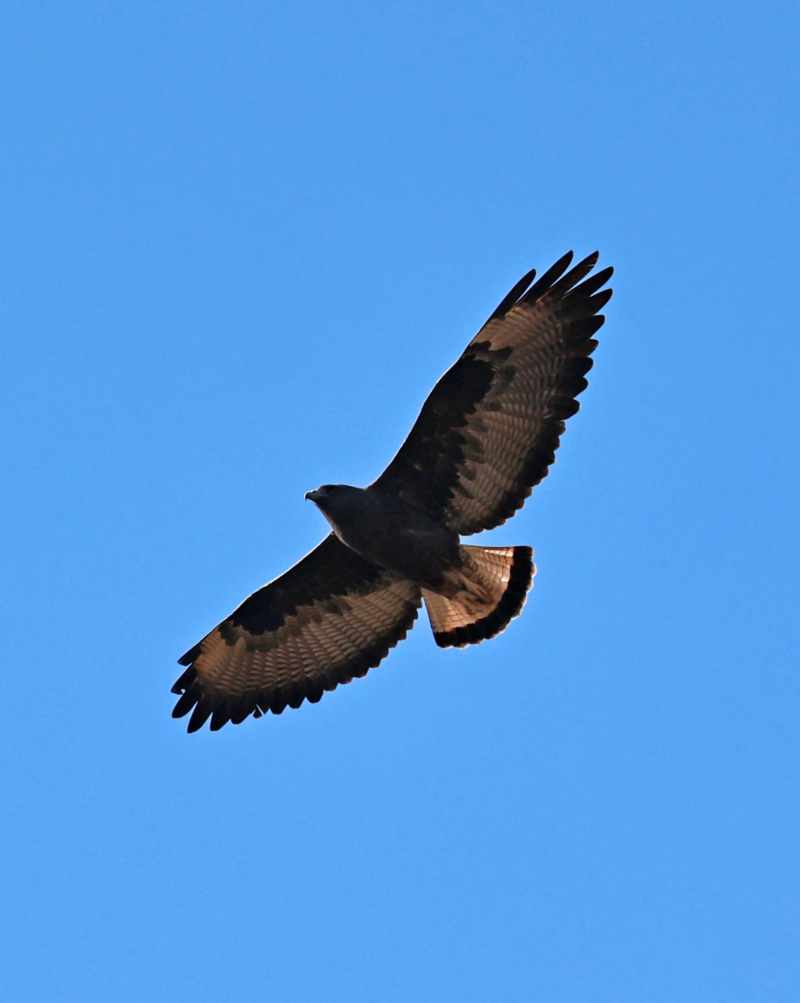 Hawk - White-tailed Hawk - Geranoaetus albicaudatus - Dark Morph - Emas National Park, Goias State, Brazil (16).jpg