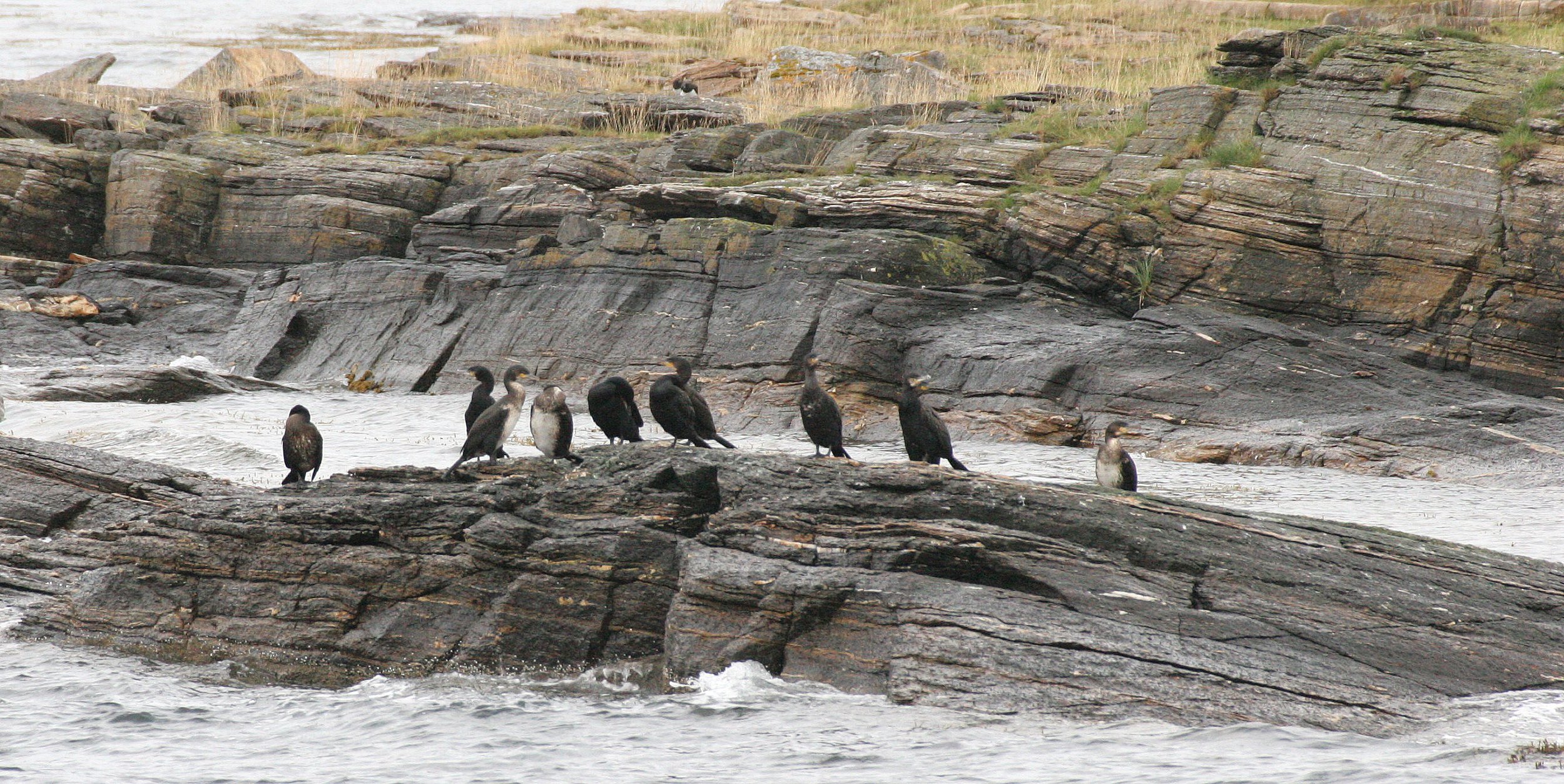 Gulosus aristotelis - European Shag - Tromso Norway (6).jpg