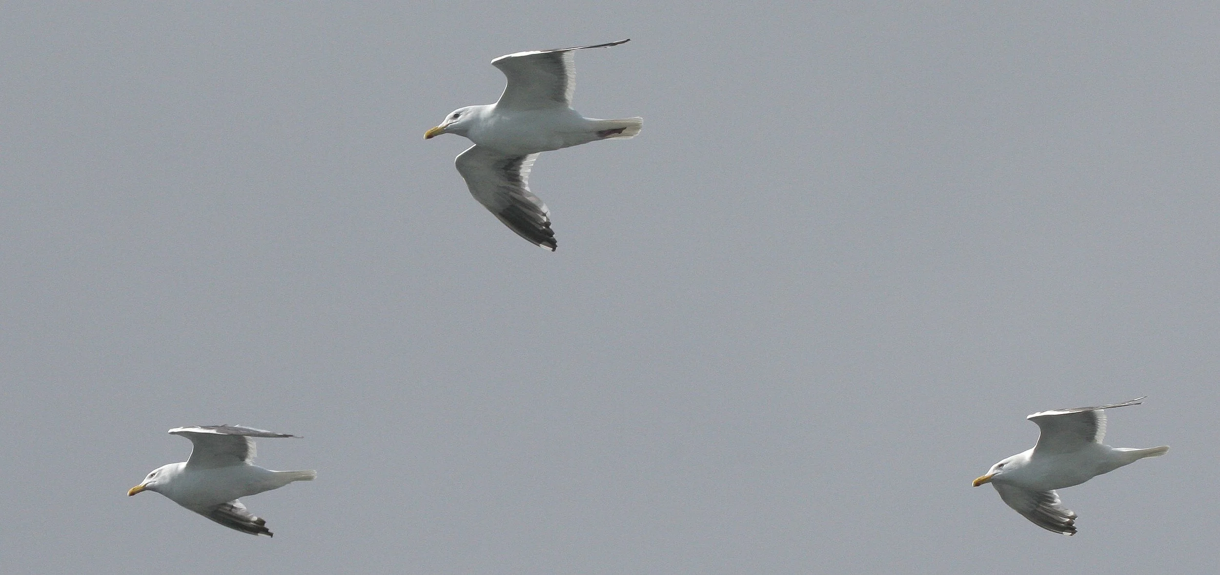 BIRD - GULL - GLAUCOUS GULL - KURIL ISLANDS RUSSIA.jpg