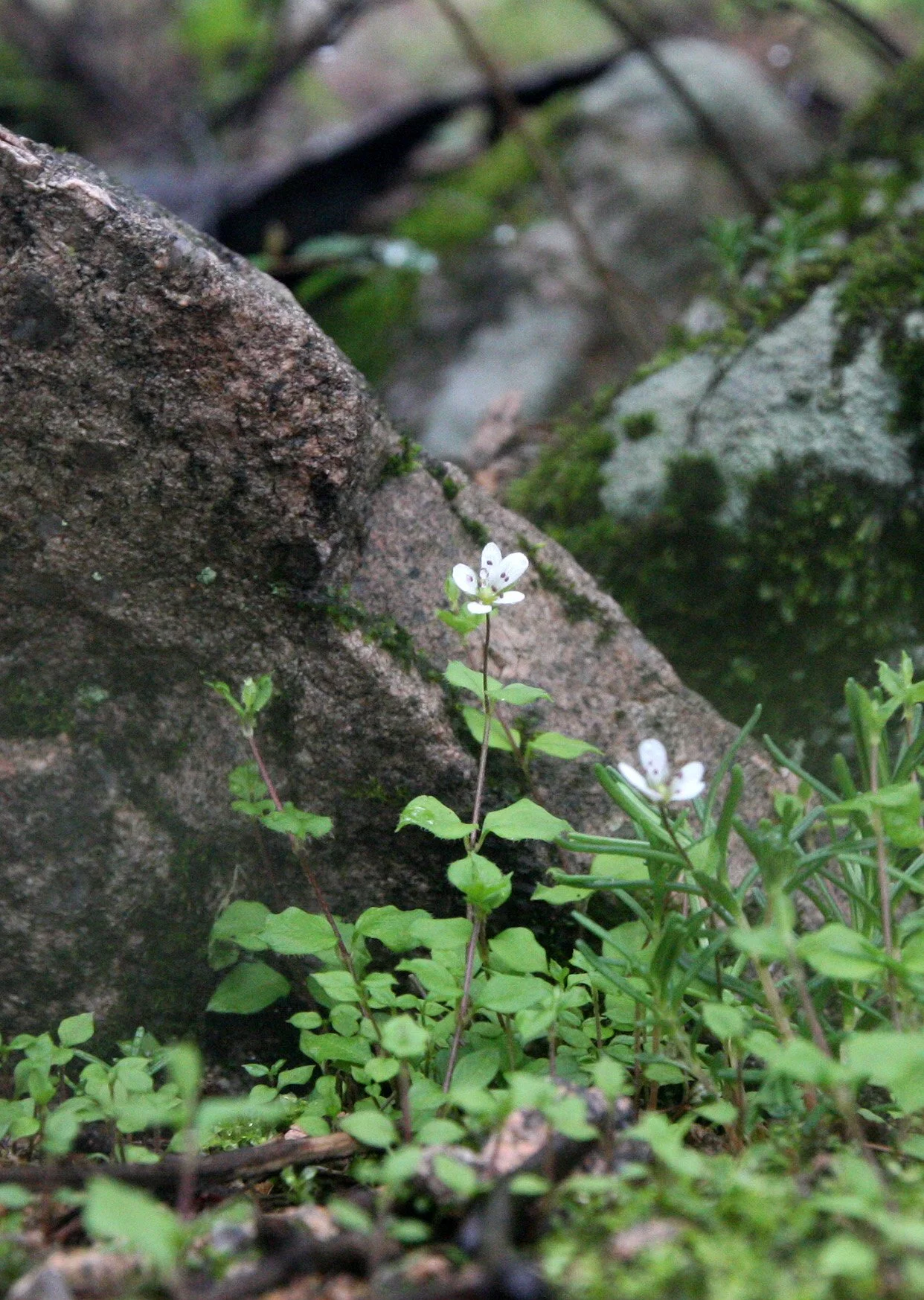 HUANGSHAN NATIONAL PARK ANHUI PROVINCE CHINA (223).JPG