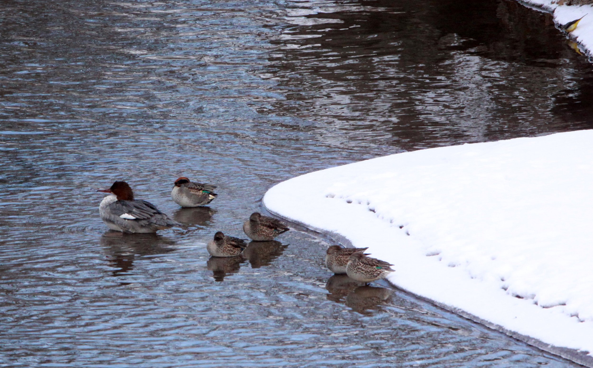 MERGANSER - RED-BREASTED MERGANSER - Mergus serrator - SHIZUOKA COASTLINE JAPAN (3).JPG