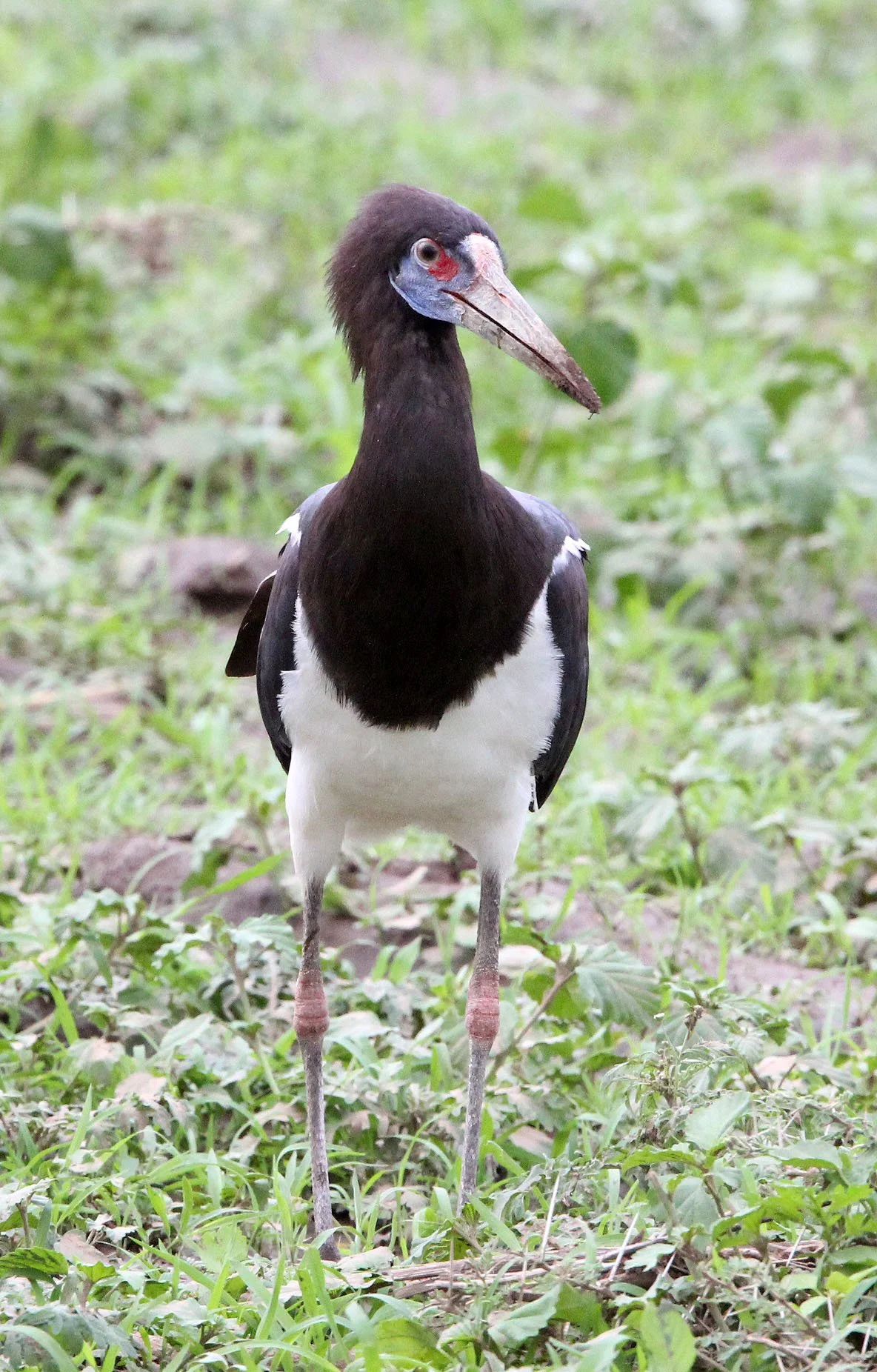 STORK - ABDIM'S STORK - Ciconia abdimii - AWASH NATIONAL PARK ETHIOPIA (2).JPG