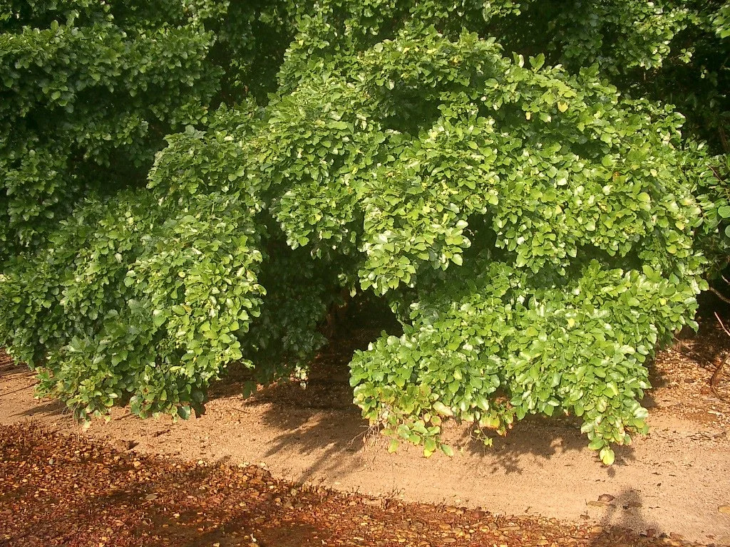 KOH LANTA - PROPERTY - 2004 (61).JPG