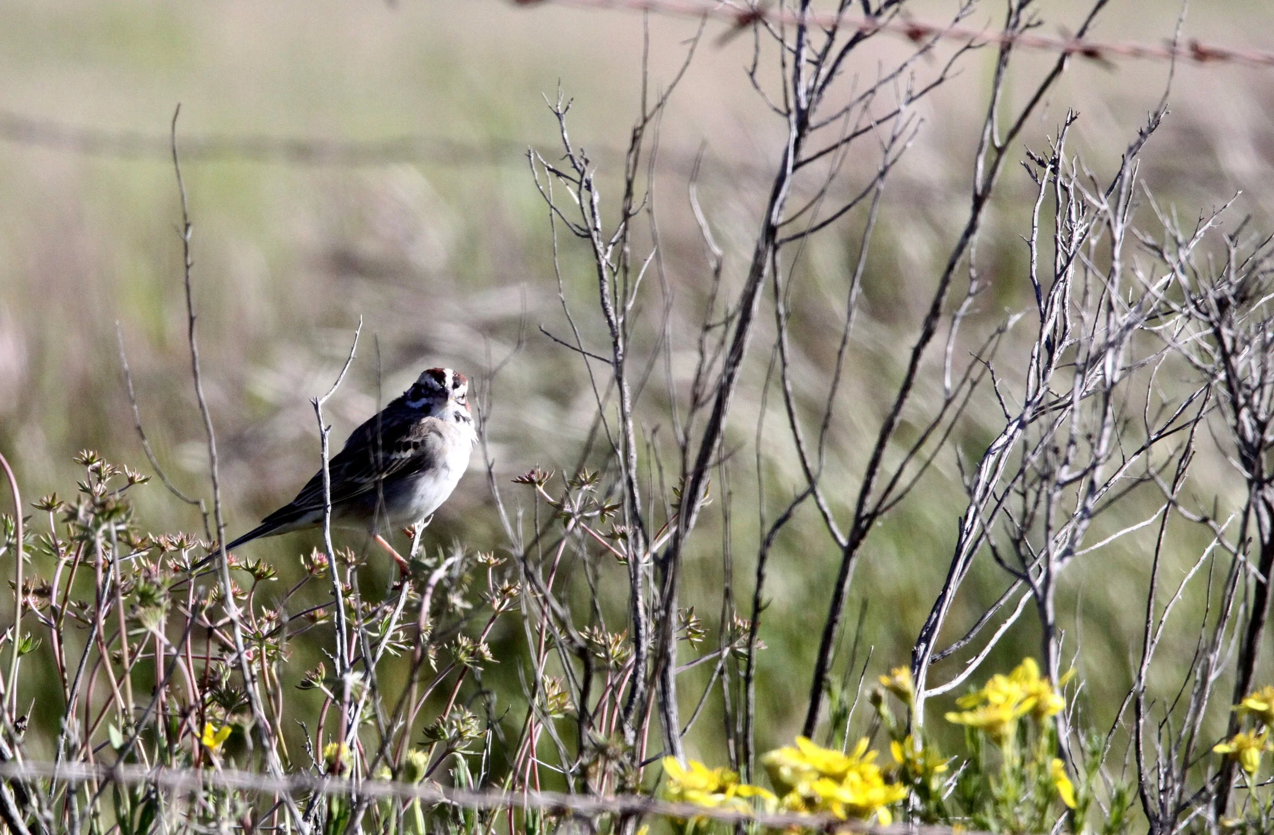 Lark Sparrow (Chondestes grammacus) Carrizo Plain National Monument California (2).JPG