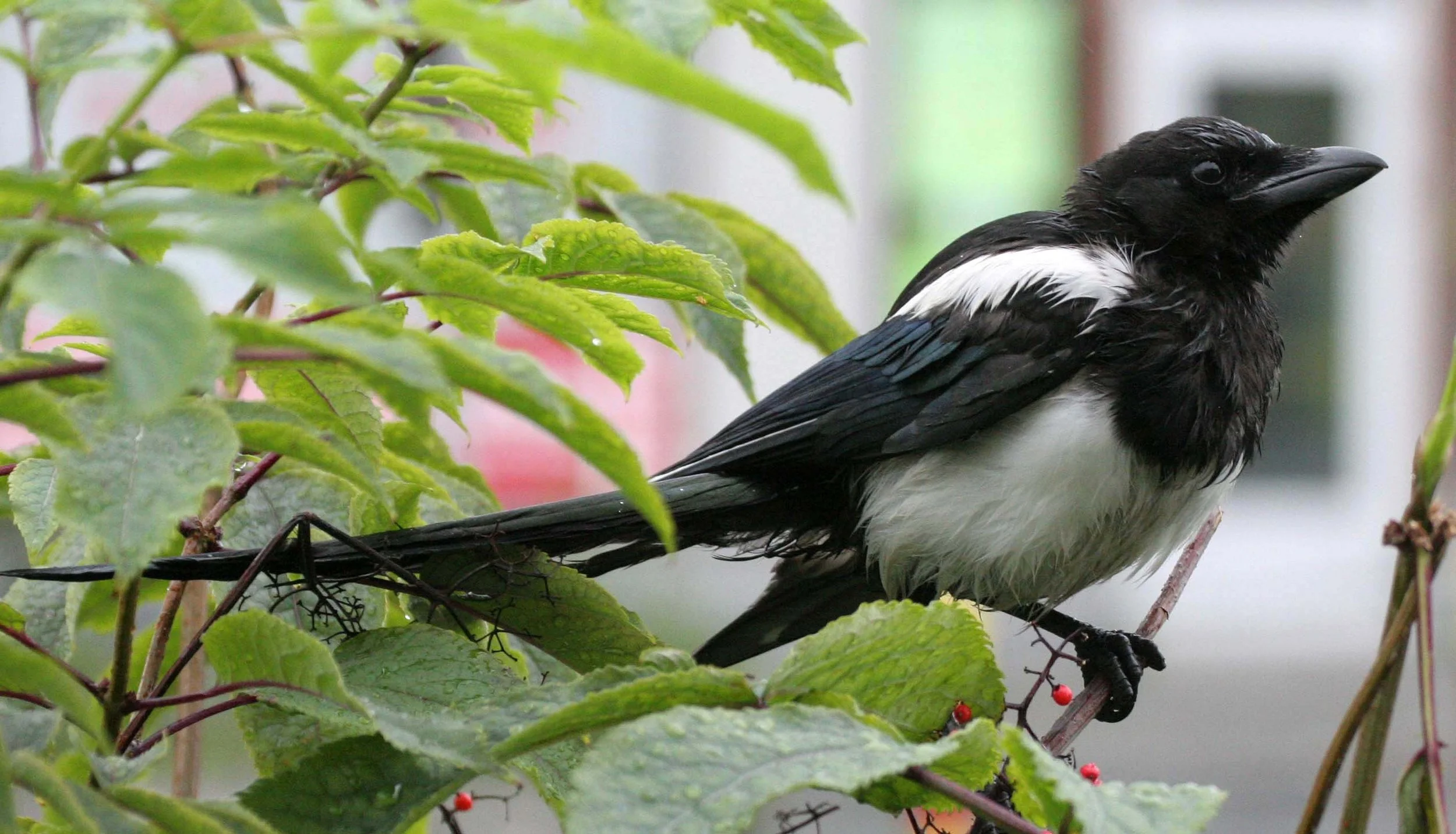 BIRD - MAGPIE - BLACK-BILLED - .jpg