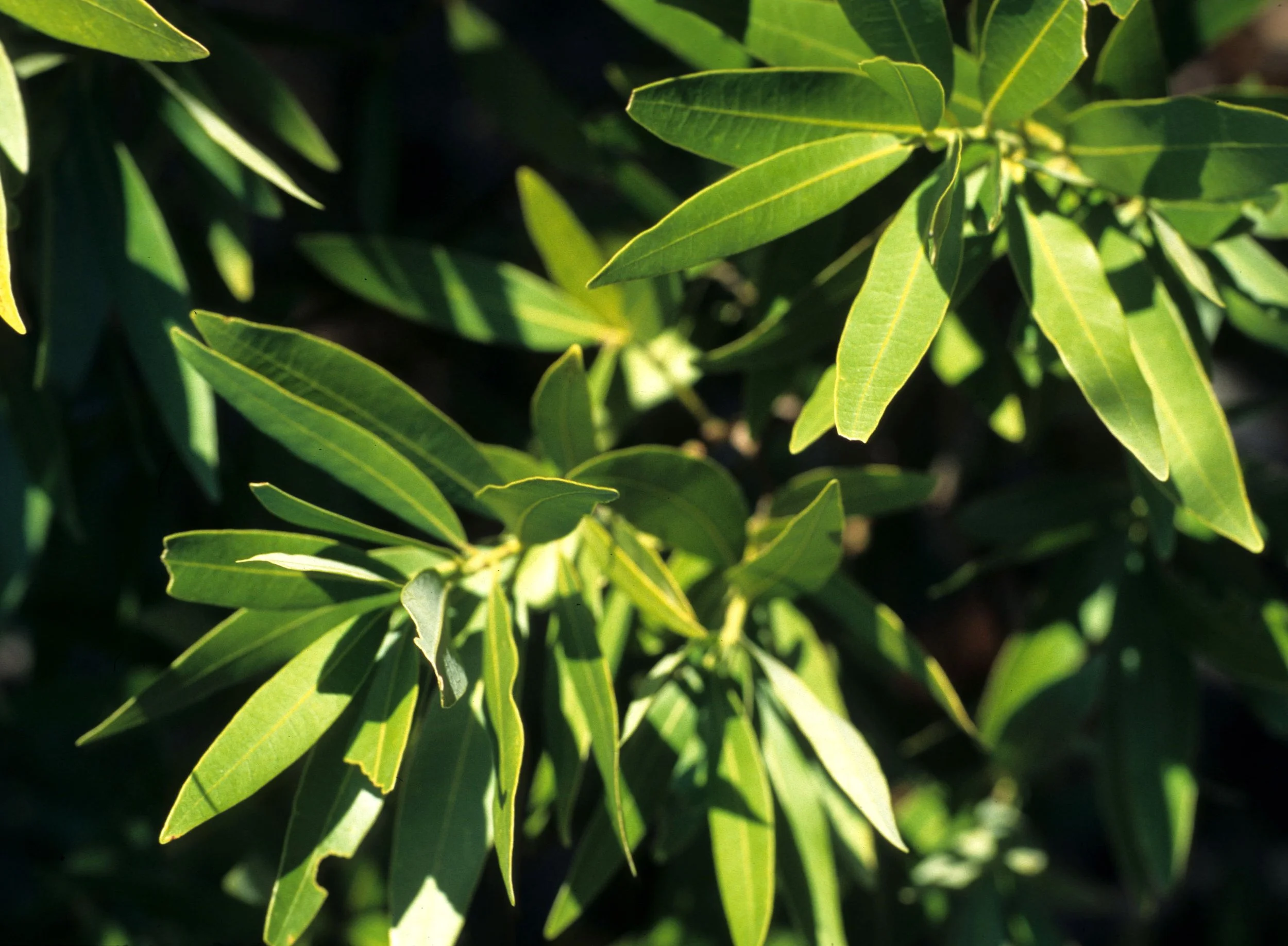 CALIFORNIA - MOUNT DIABLO - BAY LAUREL.jpg