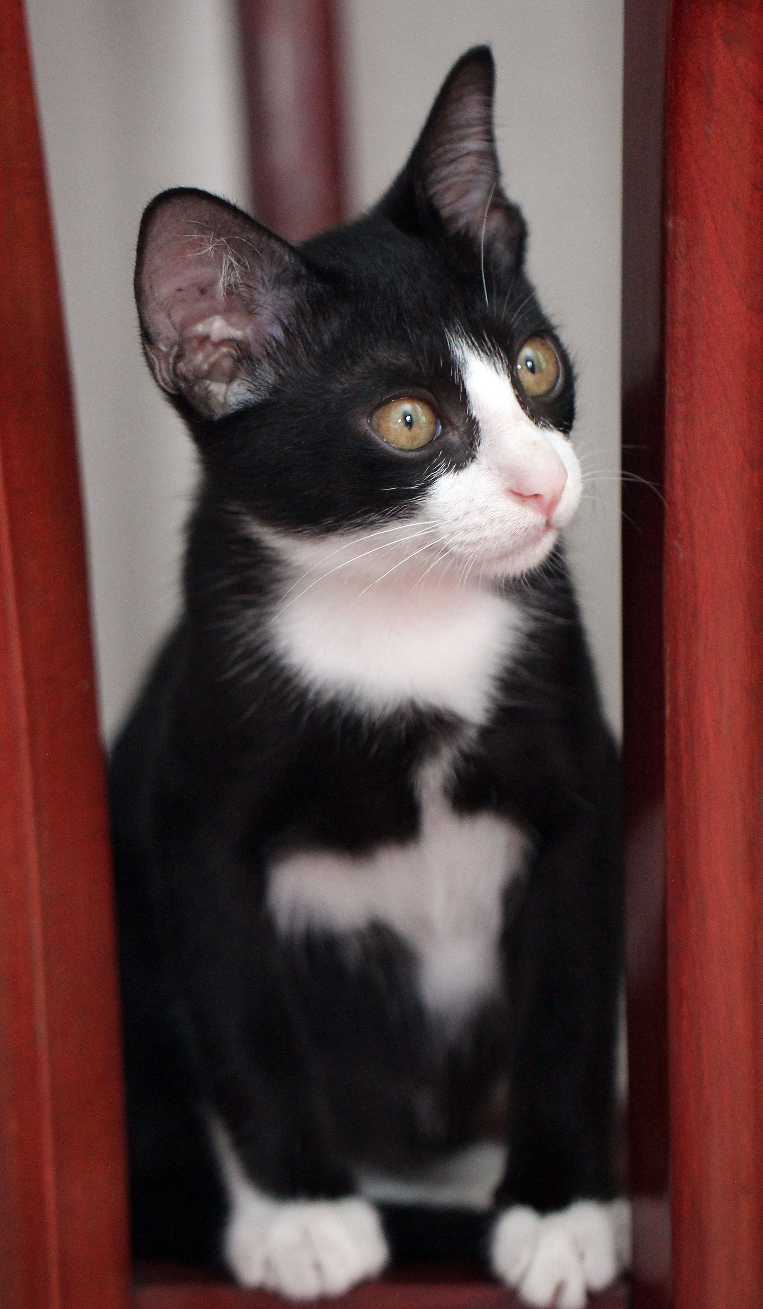 2015 Cats - Ukura & Jean Luc (19).JPG