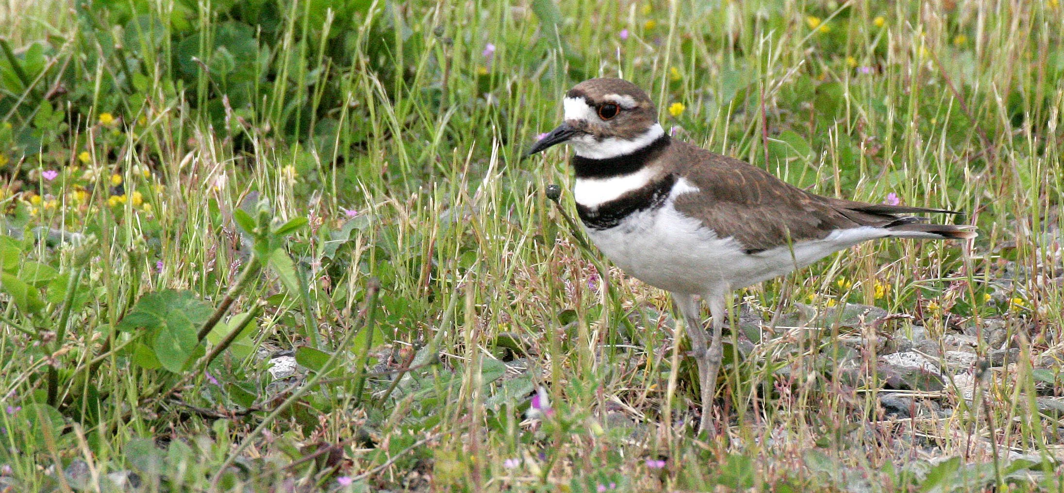BIRD - KILLDEER - SEQUIM WA (4).JPG