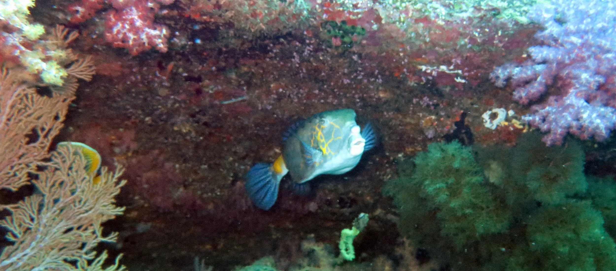 Ostraciidae - Ostracion cubicum - Yellow Boxfish - Similans Thailand