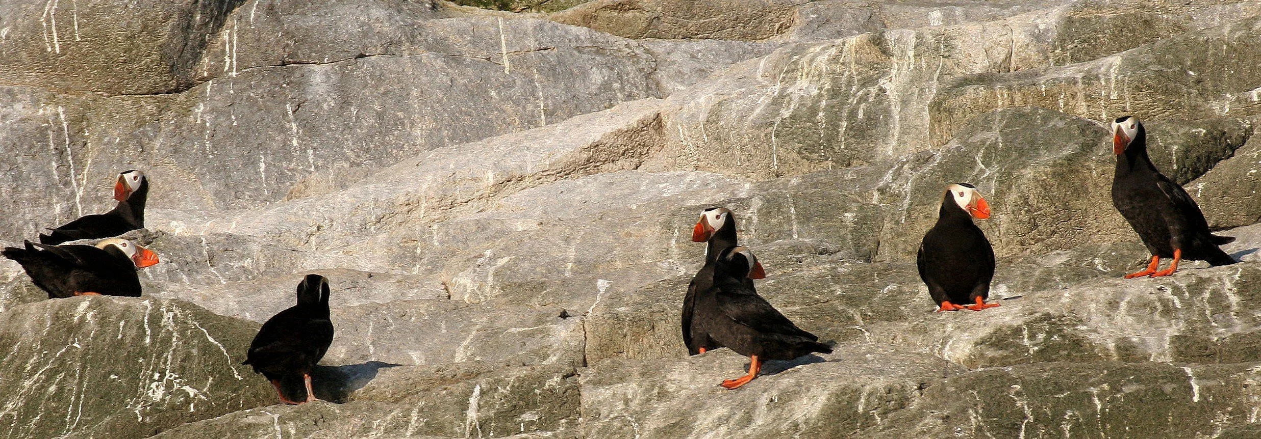 Fratercula cirrhata - TUFTED PUFFIN - COMMANDERS (12).jpg