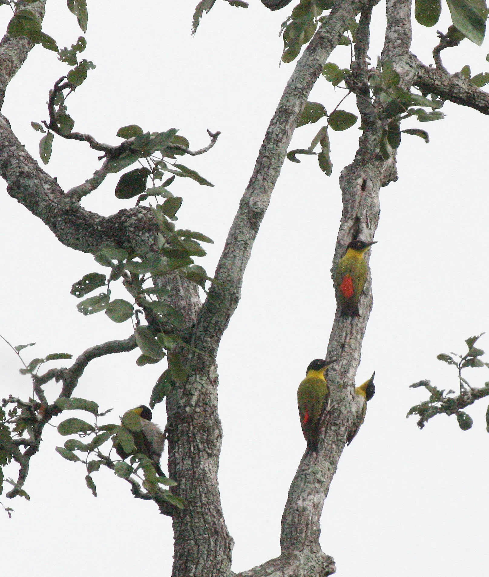 BIRD - WOODPECKER - BLACK-HEADED WOODPECKER - HUAI KHA KHAENG NWS THAILAND (20).JPG