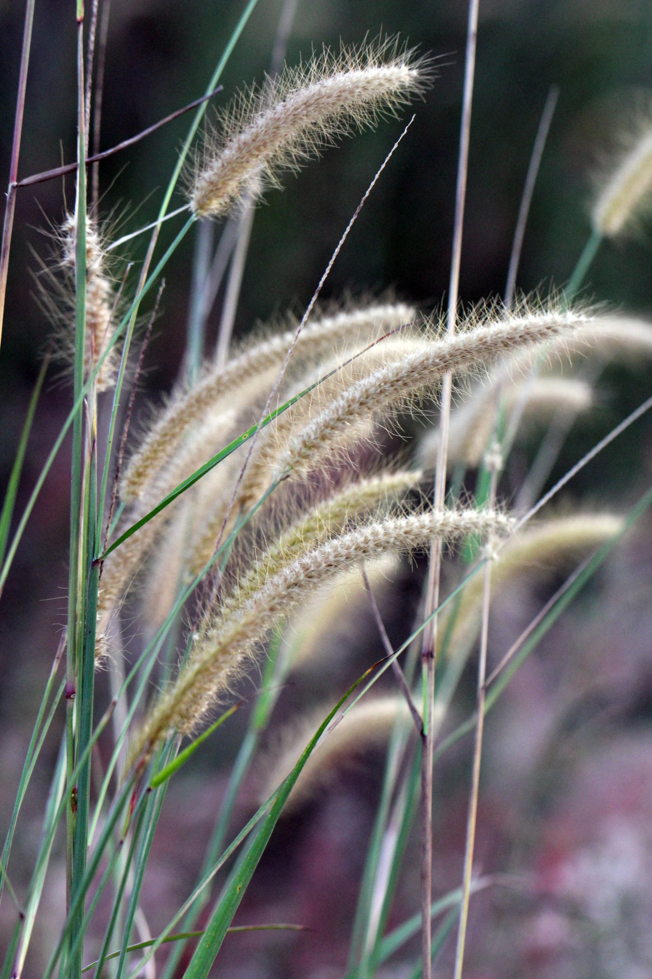 SIRIGIYA FOREST AND FORTRESS AREA SRI LANKA - PHOTO BY SOM SMITH (76).JPG