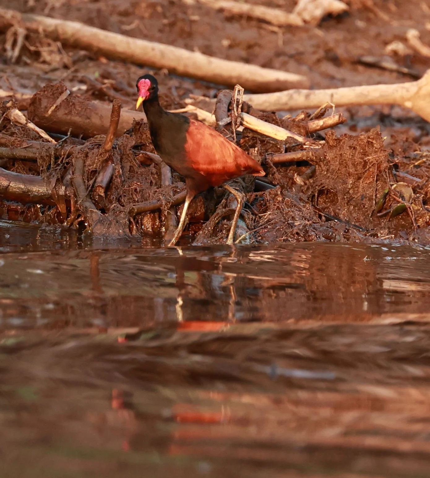 Jacana - Wattled Jacana - Jacana jacana - Pantanal, Encontro das Águas State Park, Porto Jofre, Cuiaba River, Brazil (16).jpg