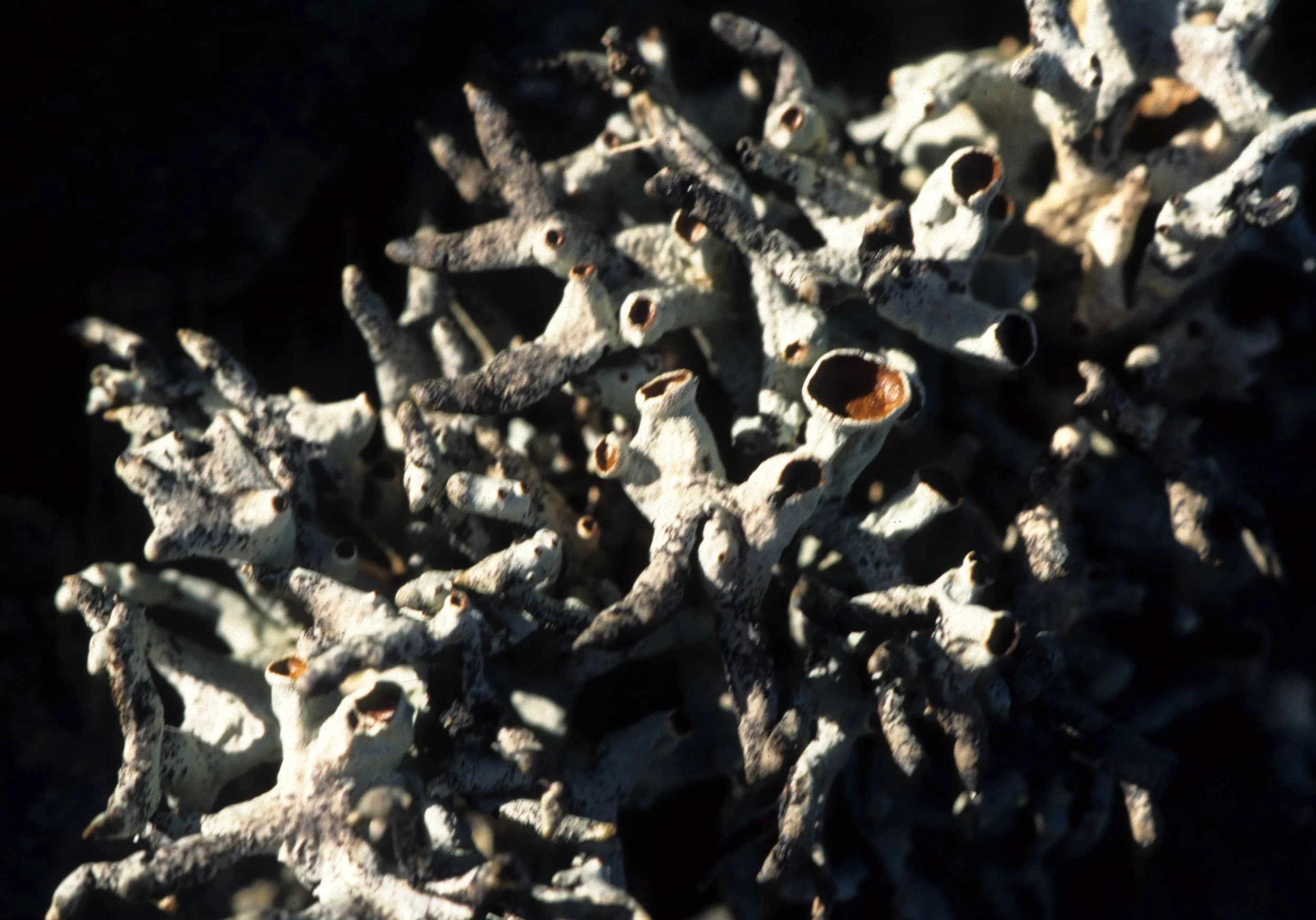 CALIFORNIA - SIERRA NEVADA - LICHEN SPECIES (2).jpg