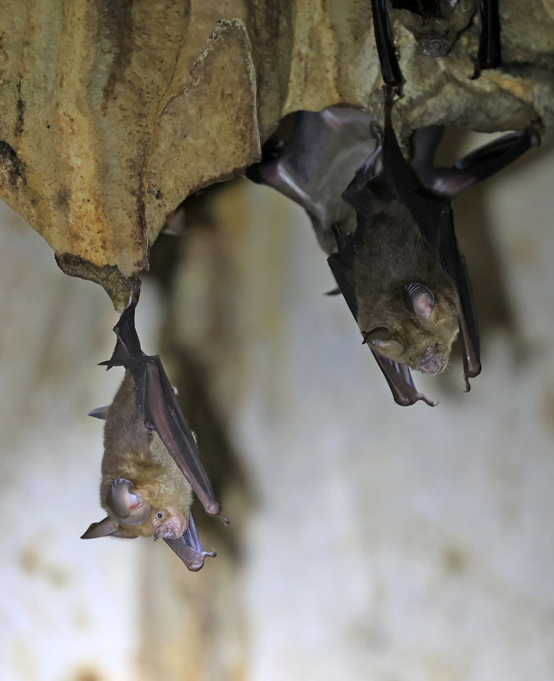 Horsfield’s Leaf-nosed Bat (Hipposideros.larvatus) Wat Tham Sila Thong Temple Pak Chong Thailand near Khao Yai (9).jpg